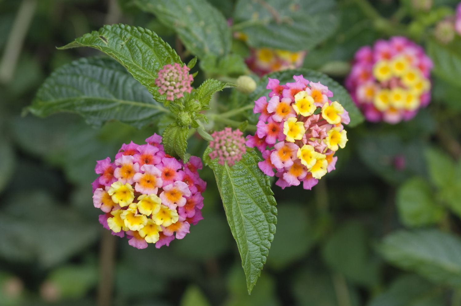 Lantana camara