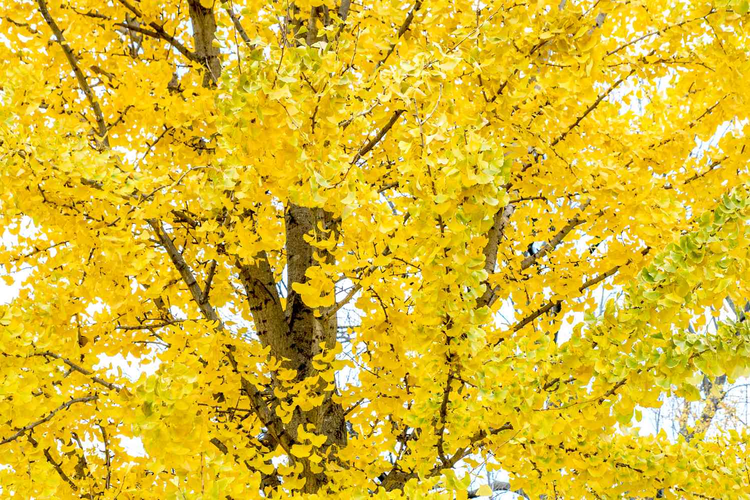 árvore de ginkgo biloba no outono