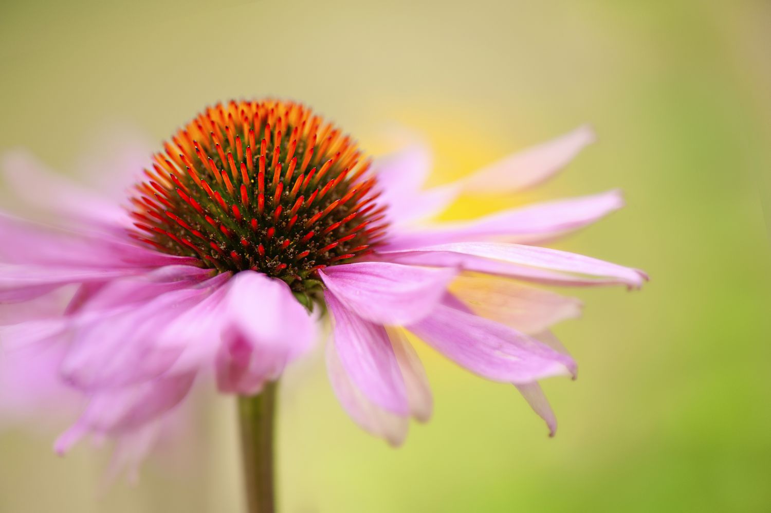 Imagem em close-up das belas flores rosa de verão da Echinacea Purpurea, também conhecida como coneflower roxa