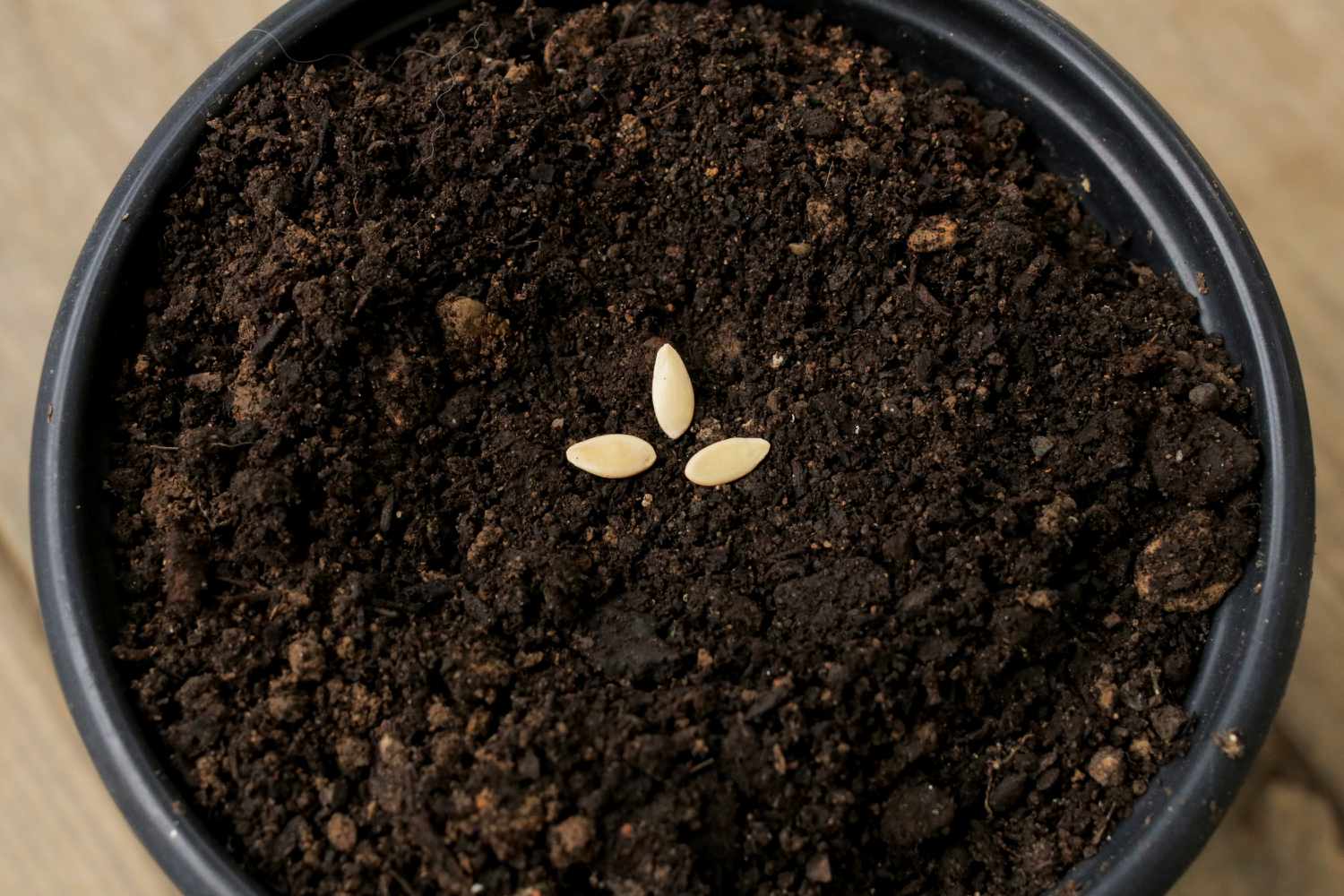 Lemon cucumber seeds placed in fresh soil for planting