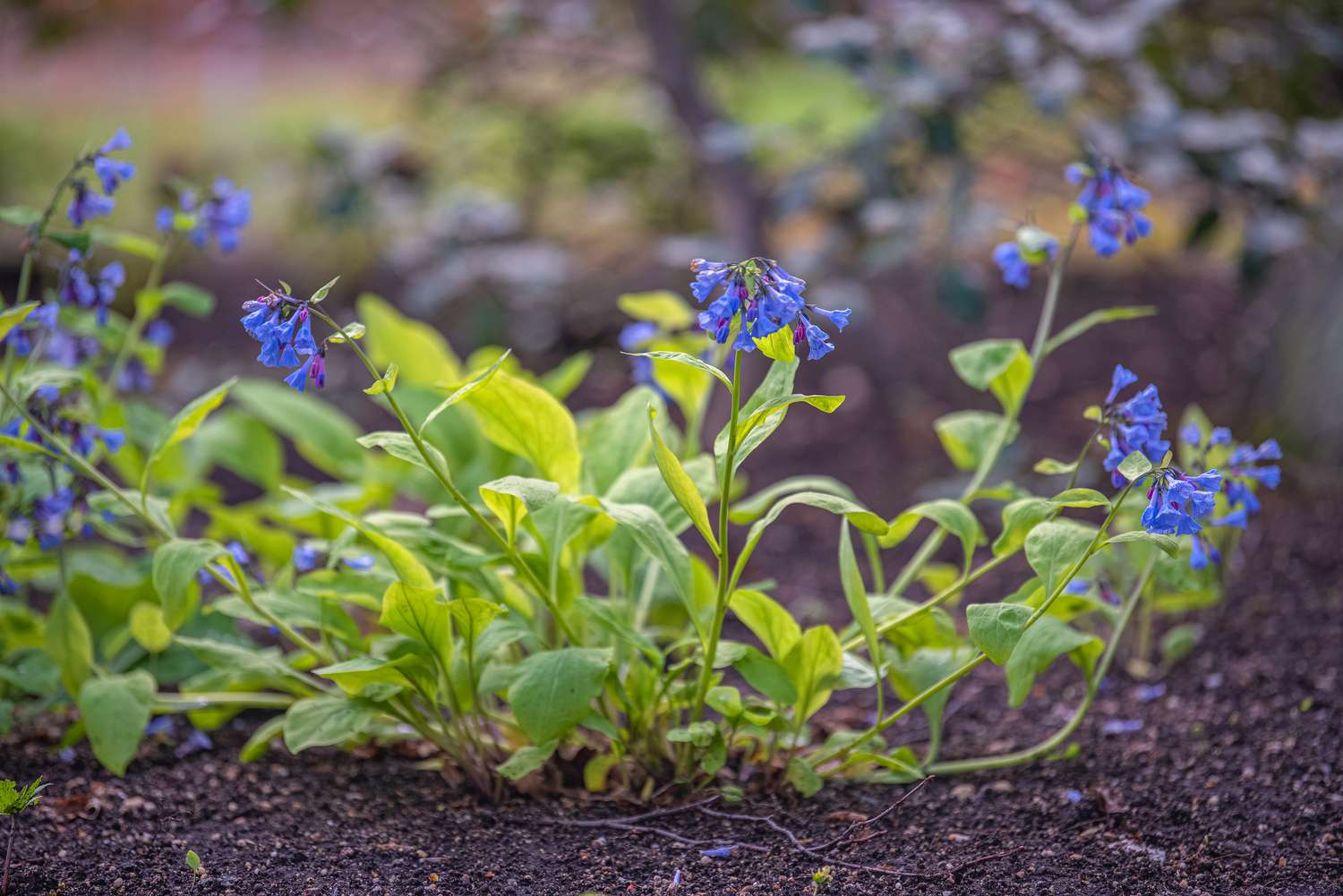 Virginia bluebell plant with tiny blue bell-shaped flowers on thin stems