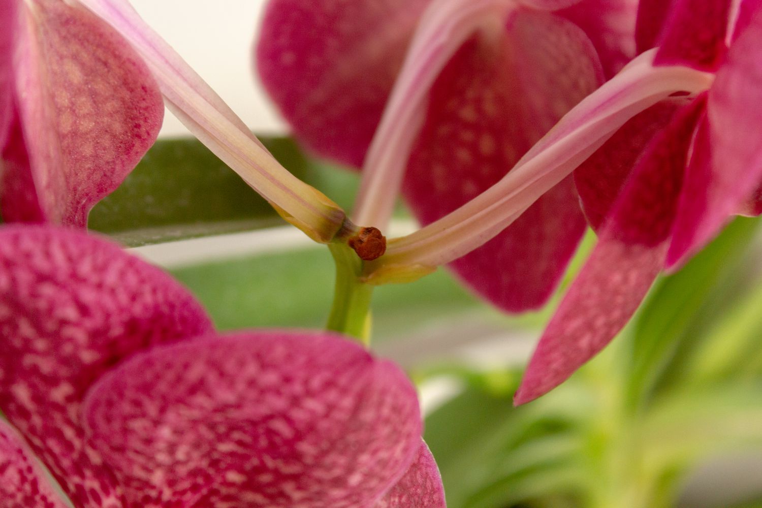 flower spike emerging from the central stem