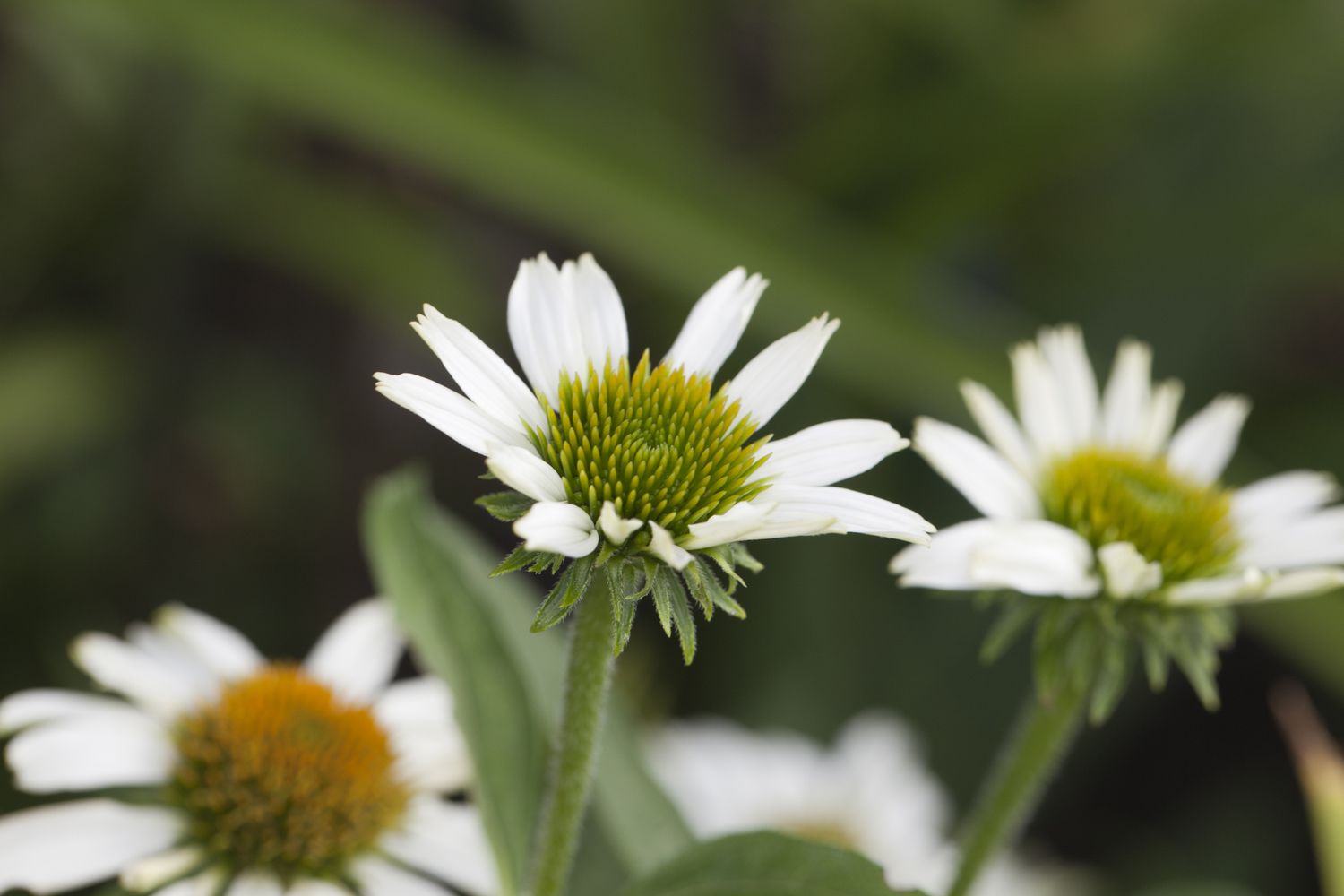 Avalanche Coneflower