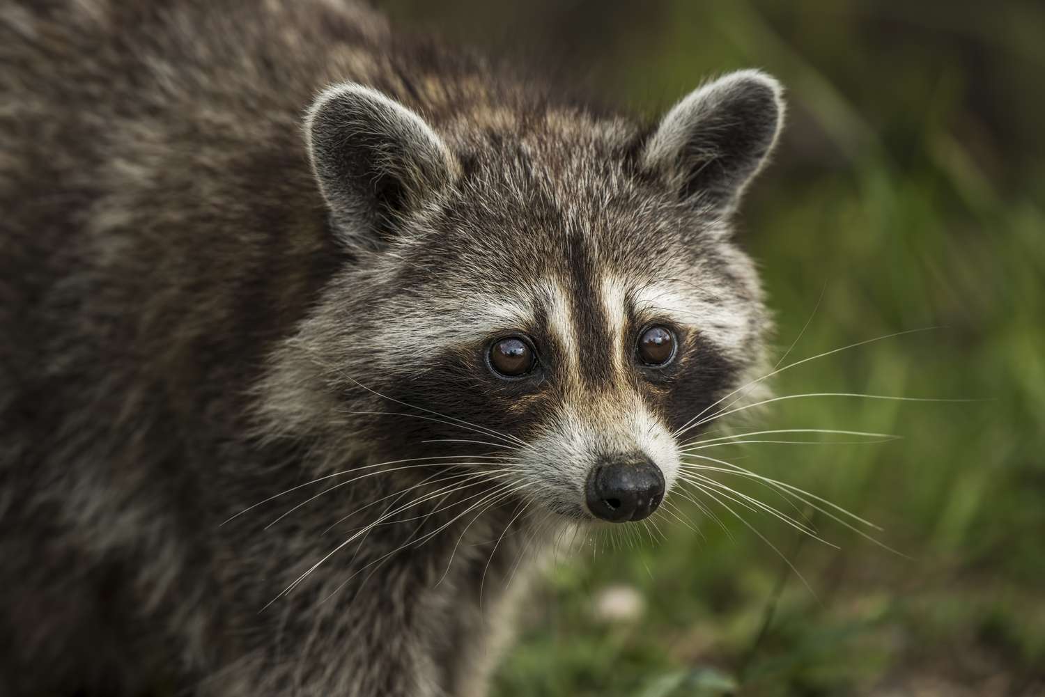 A raccoon with classic black-brown, white and grey coloring