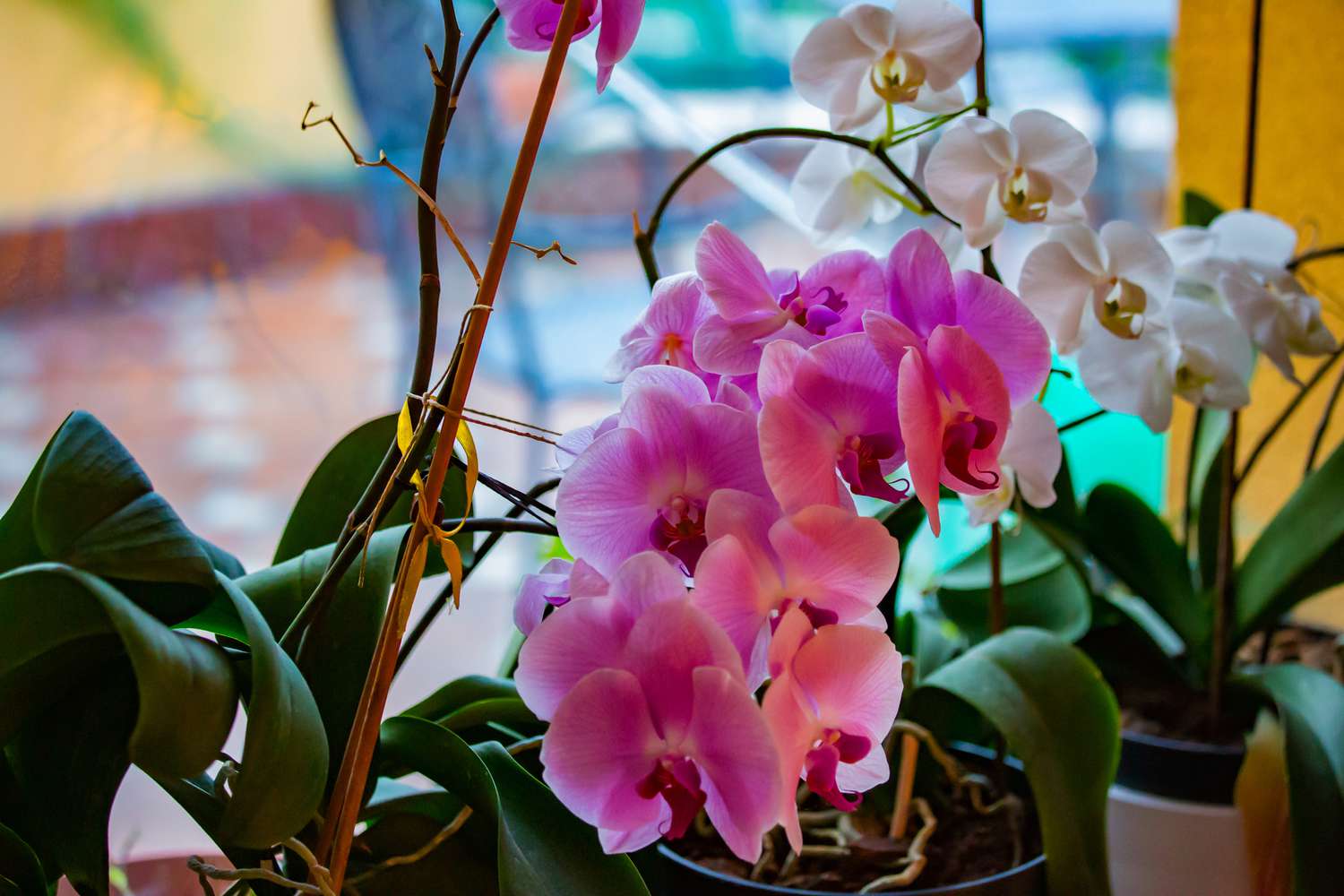 Wie lange halten Orchideenblüten?
