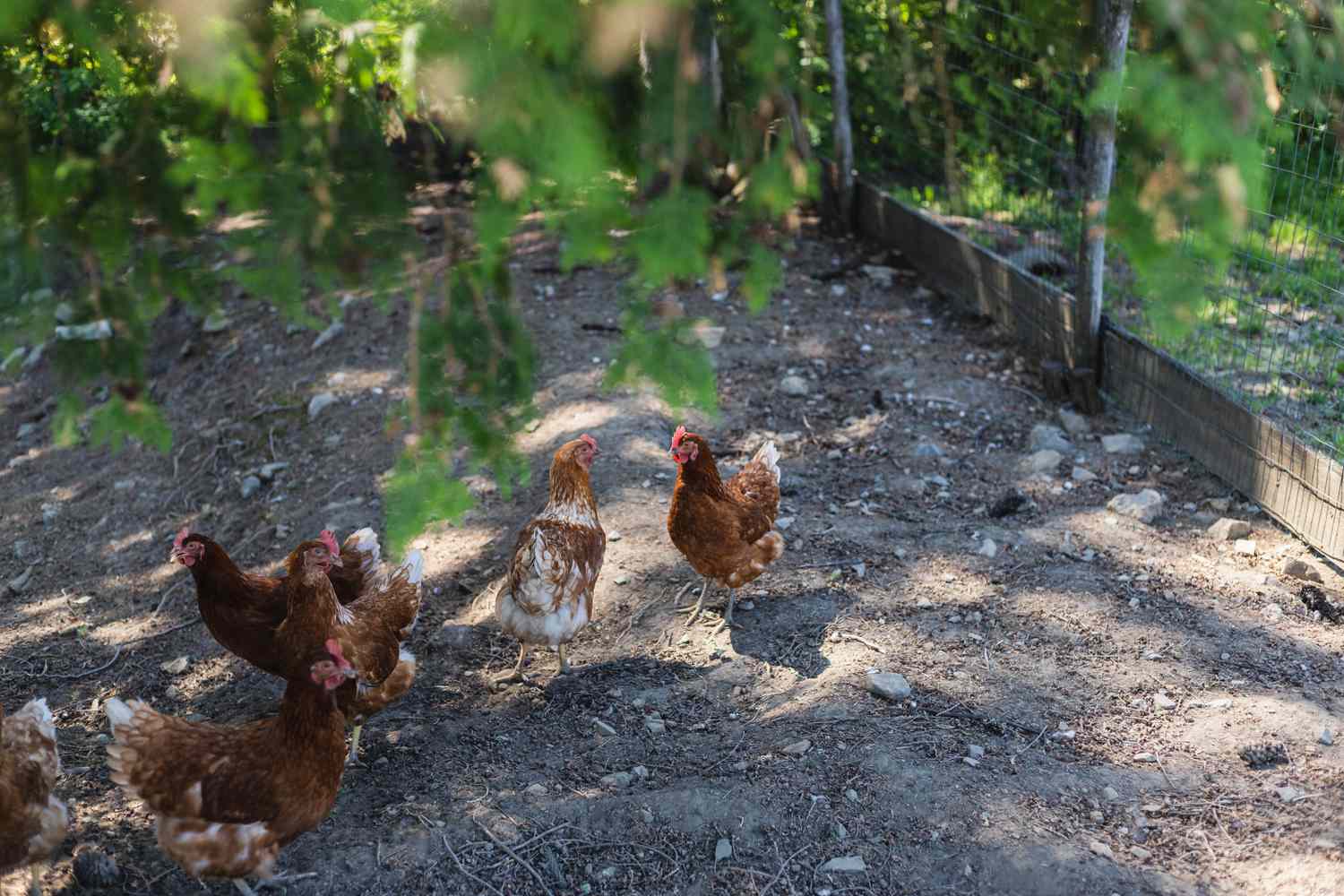 Propriedade rural com galinheiro ao ar livre e galinhas correndo