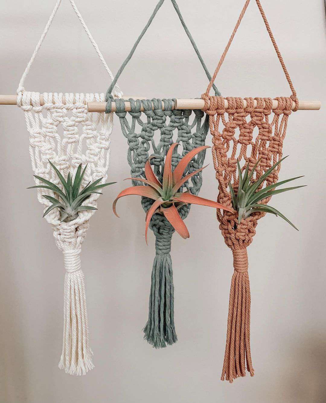 Three macrame hangers containing air plants