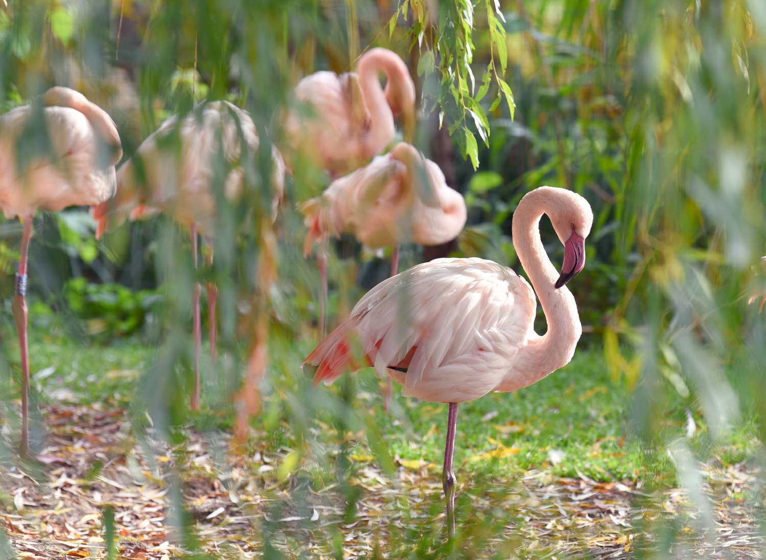 30 oiseaux de Floride à surveiller