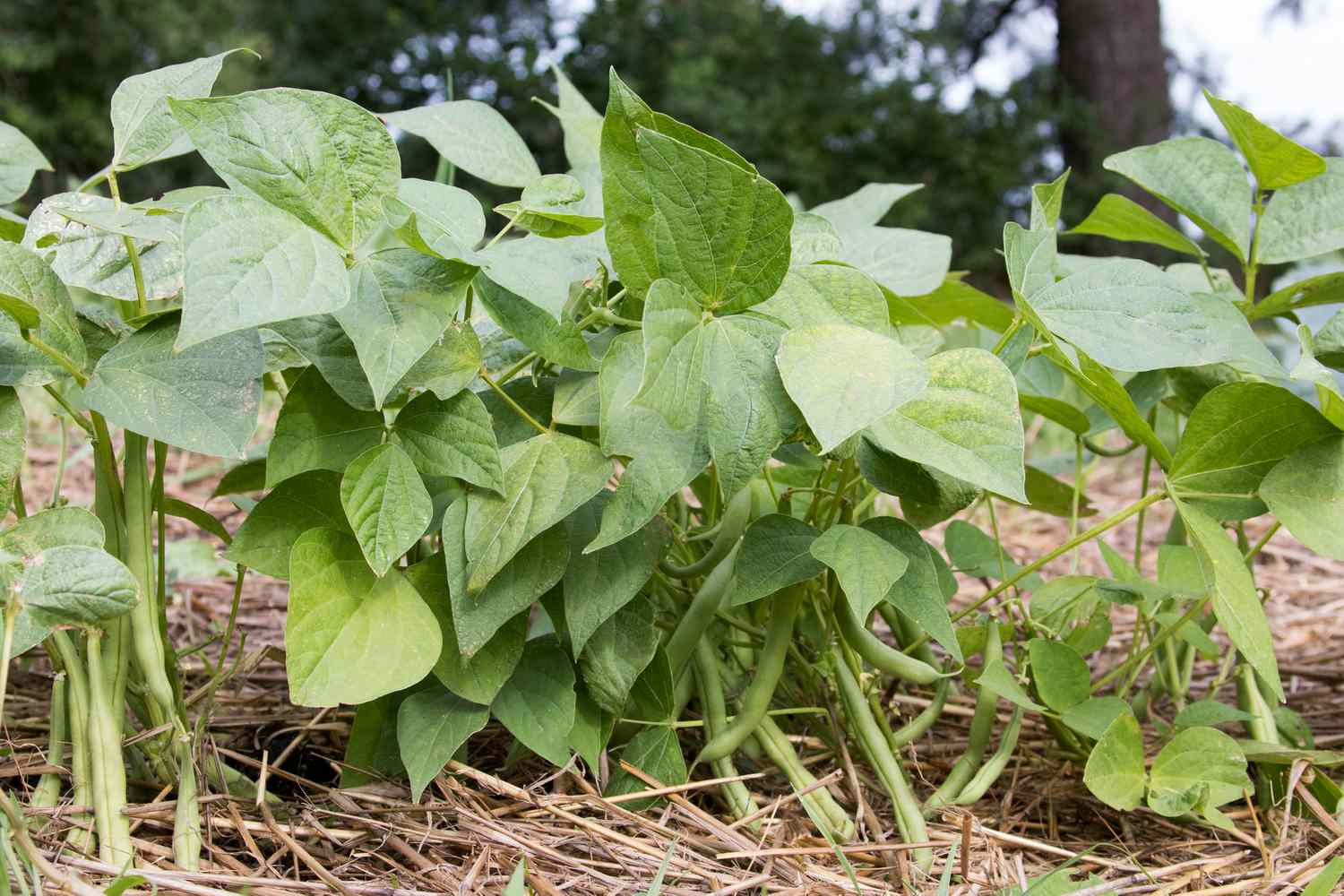 Grüne Bohnenpflanzen im Strohgartenbeet mit hängenden langen Hülsen