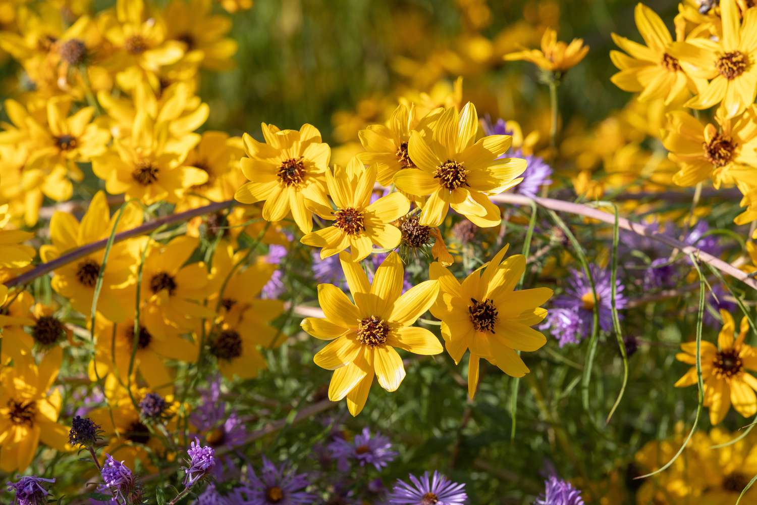 Fadenblättrige Coreopsis-Pflanze mit gelben, gänseblümchenartigen Blüten im Sonnenlicht