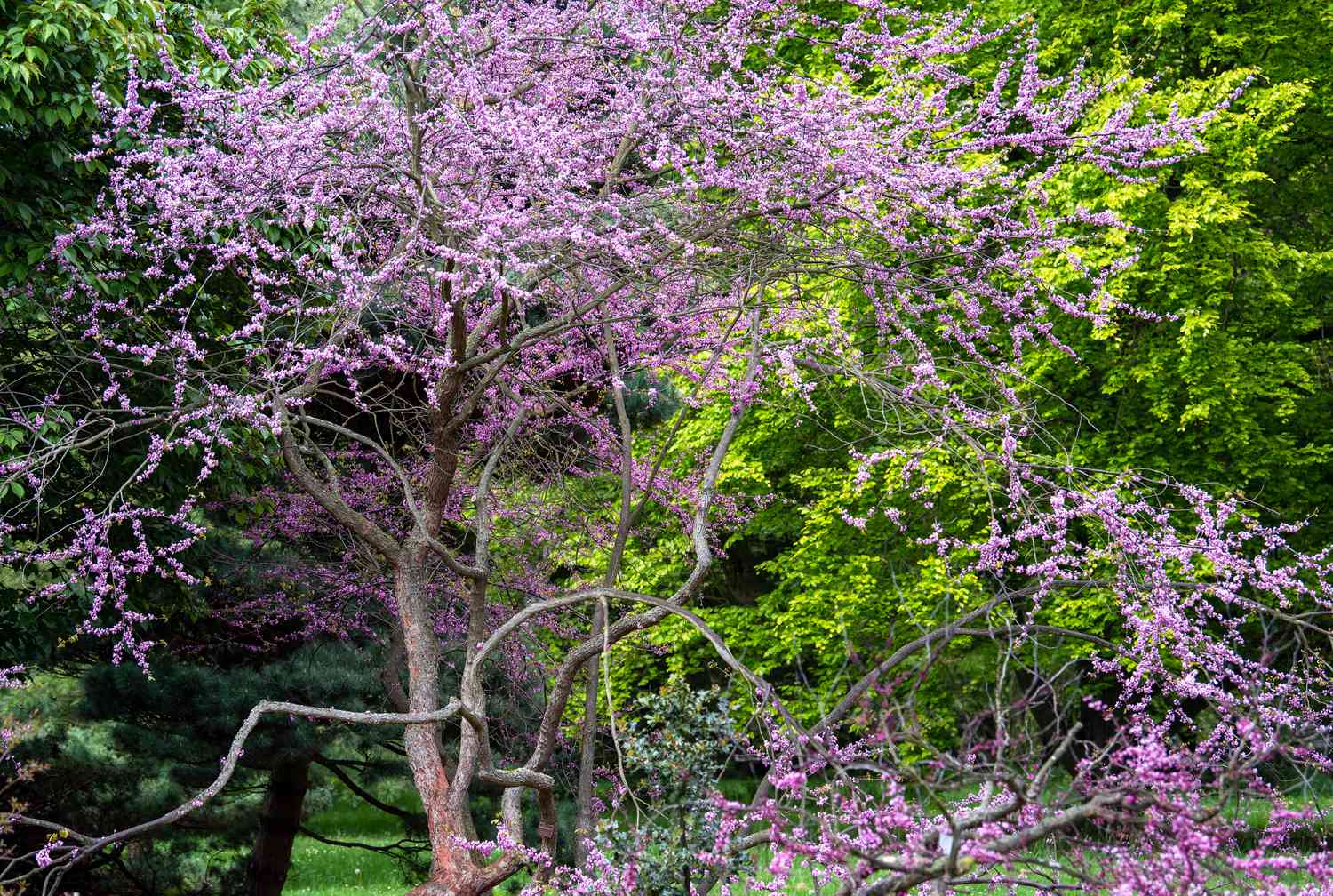 Trauernder Rotbudbaum mit geschwungenen Ästen und lila-rosa Blüten