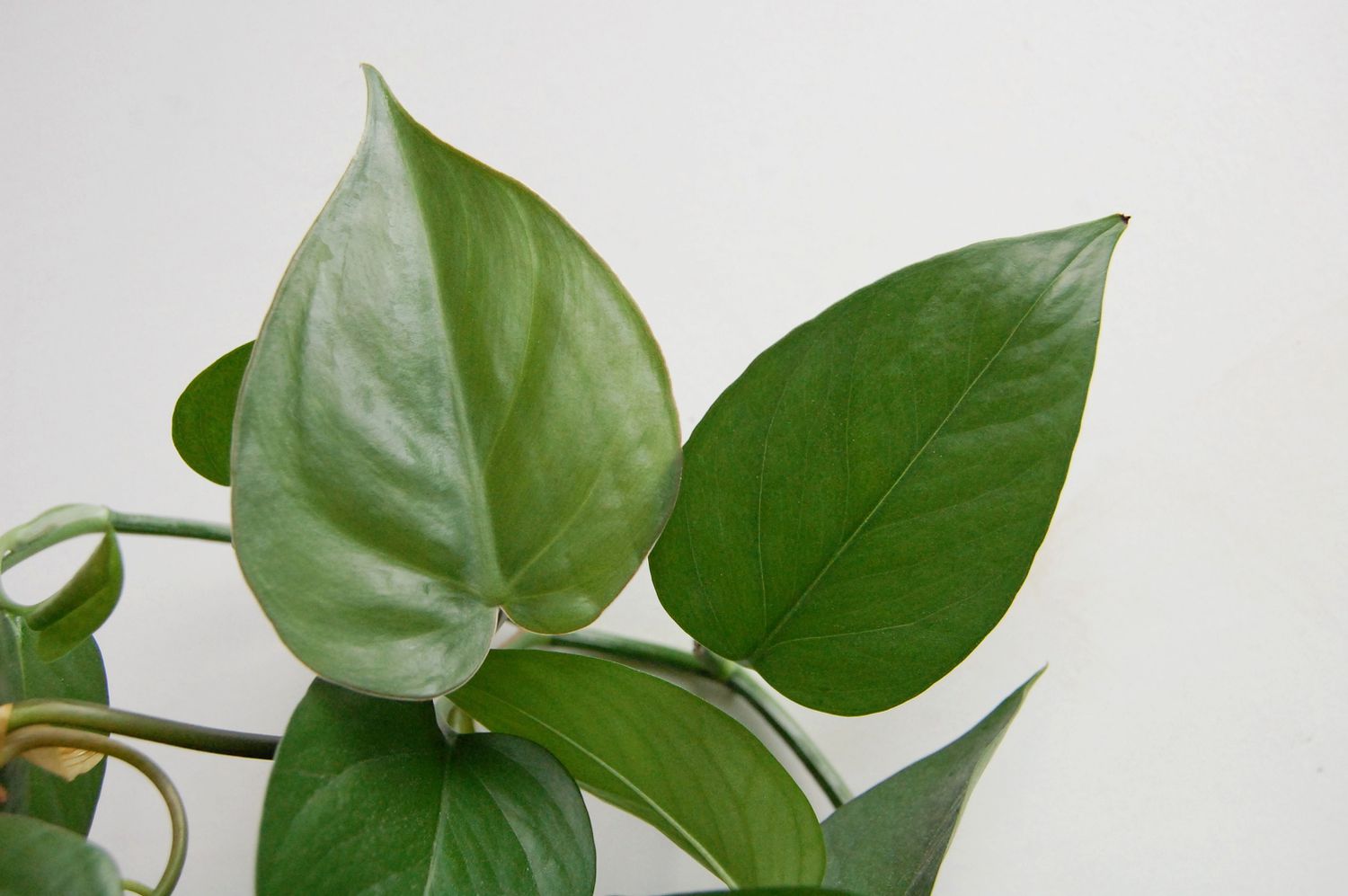 A side by side comparison of a philodendron leaf and a pothos leaf.