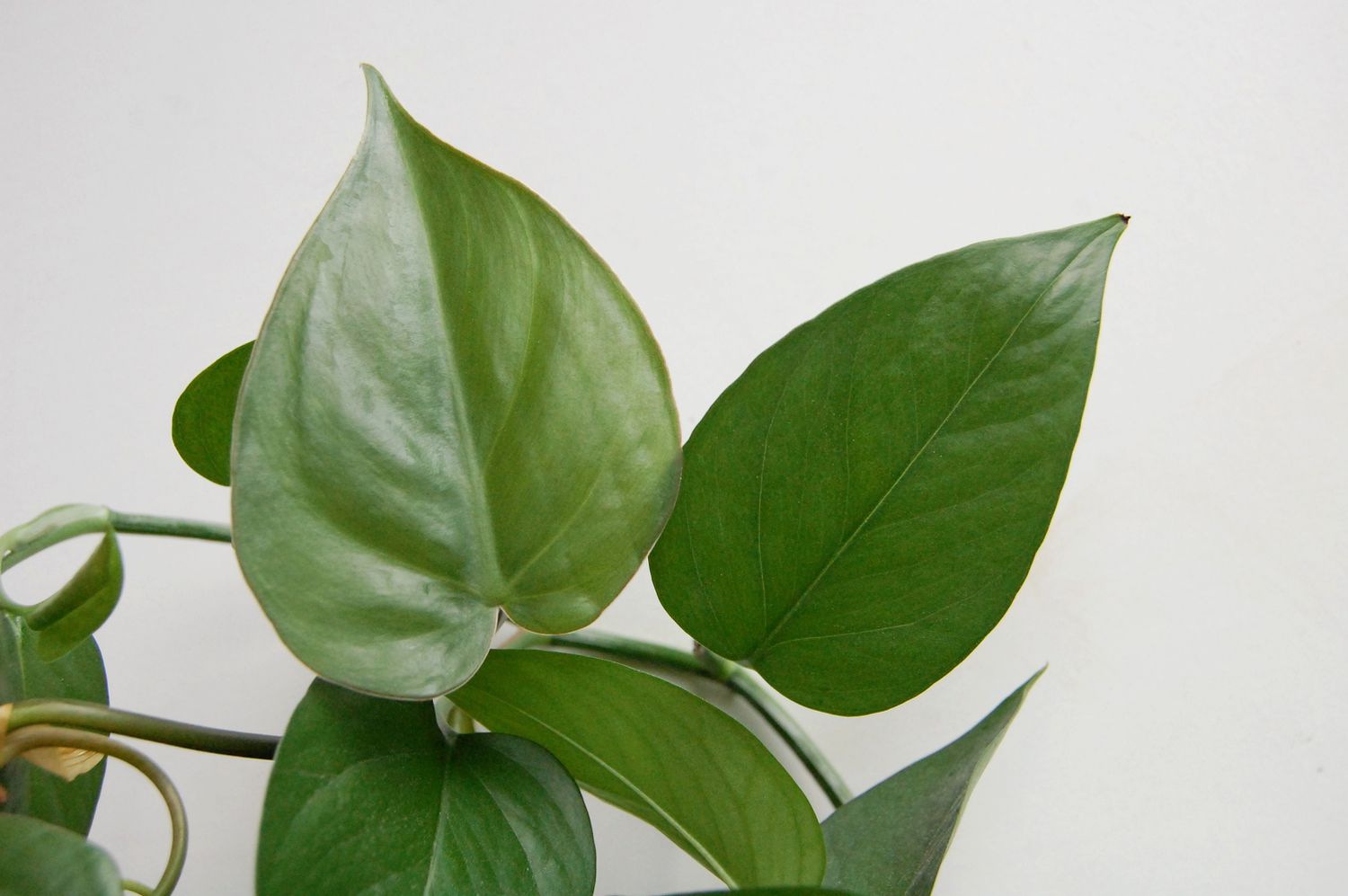 Ein nebeneinanderliegender Vergleich eines Philodendron- und eines Pothos-Blattes.