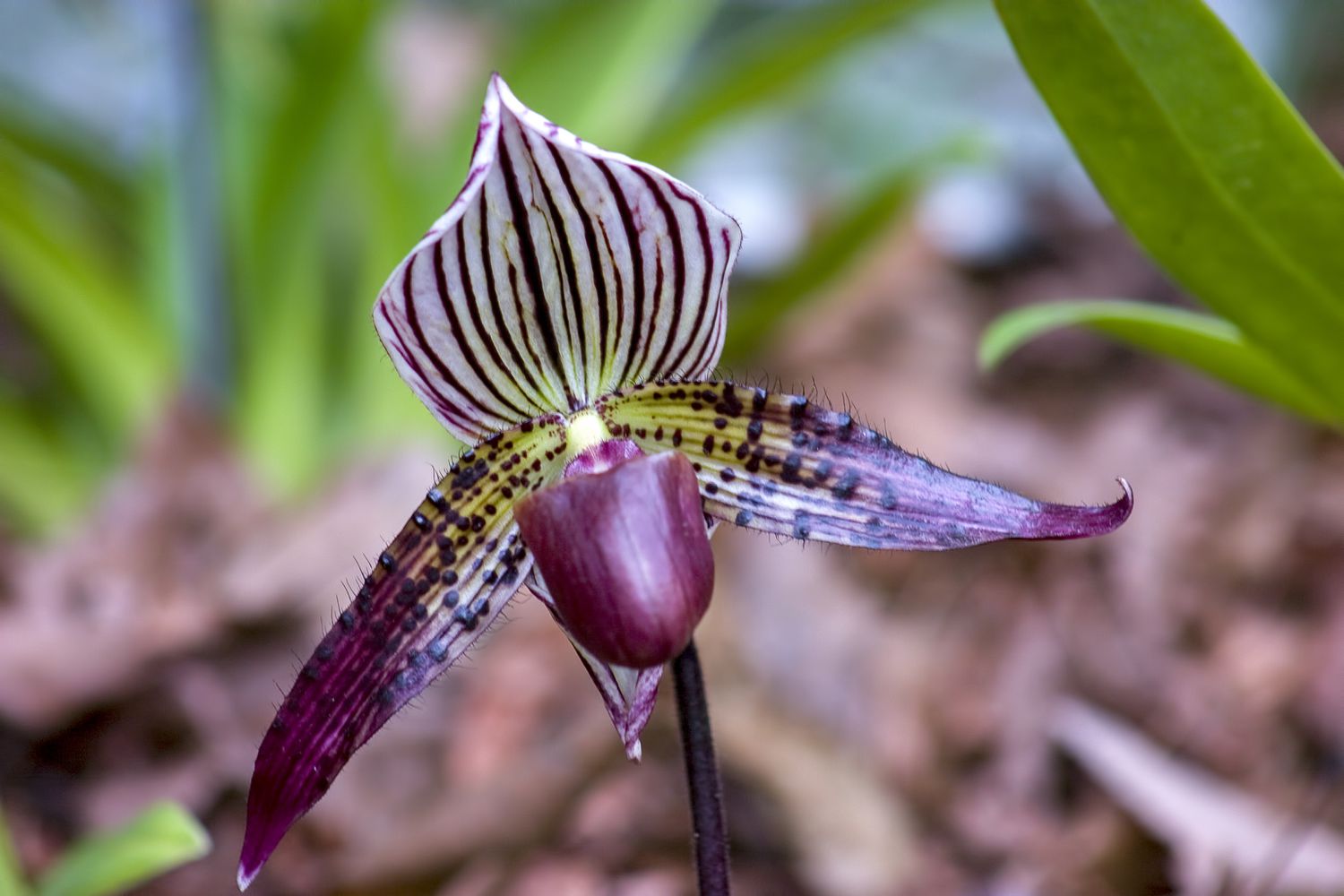 Venus-Slipper-Orchidee