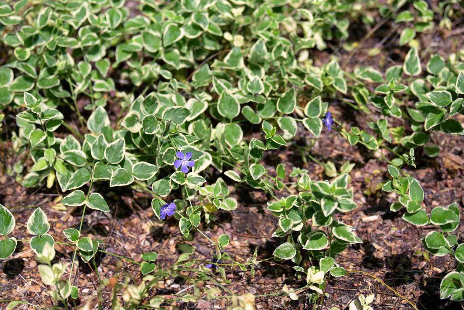 Kriechende Myrte mit kleinen violetten Blüten und grünen und weißen Blättern als Bodendecker