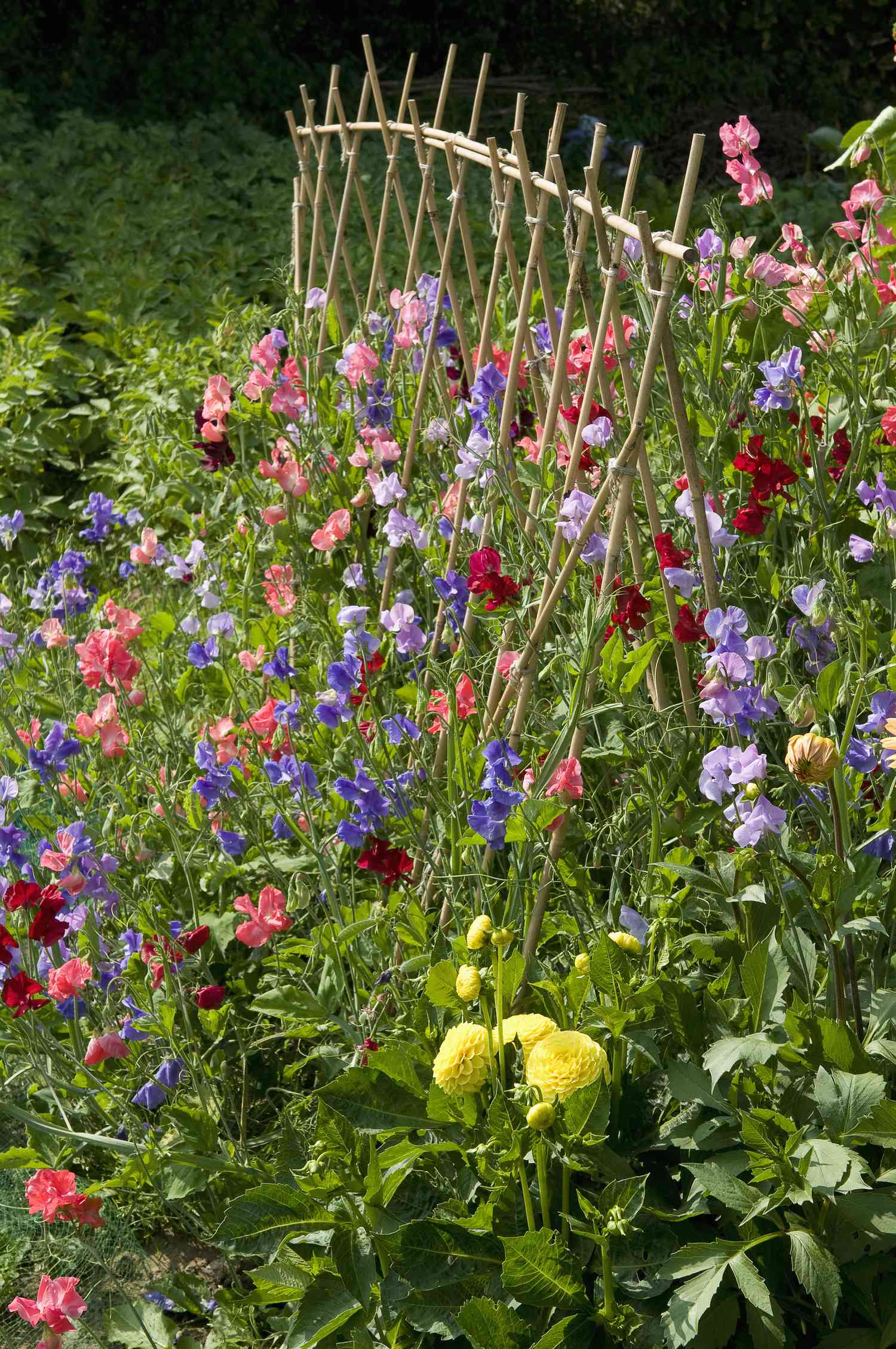 Enredaderas de guisantes de olor y flores silvestres