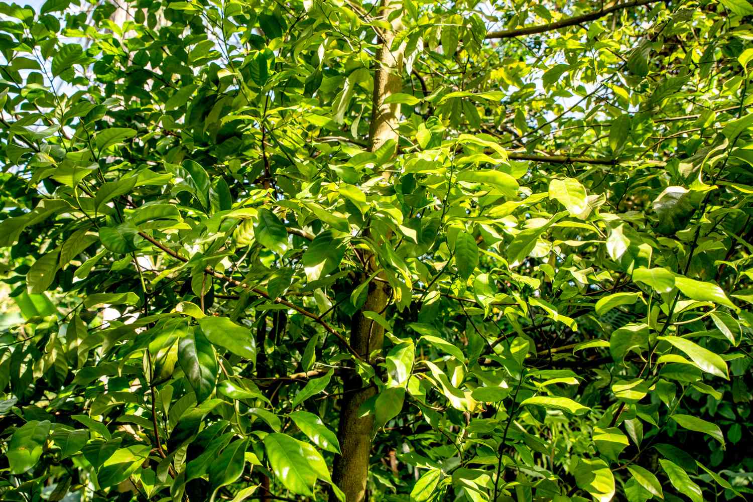 Gran plano del follaje de un árbol de nuez moscada