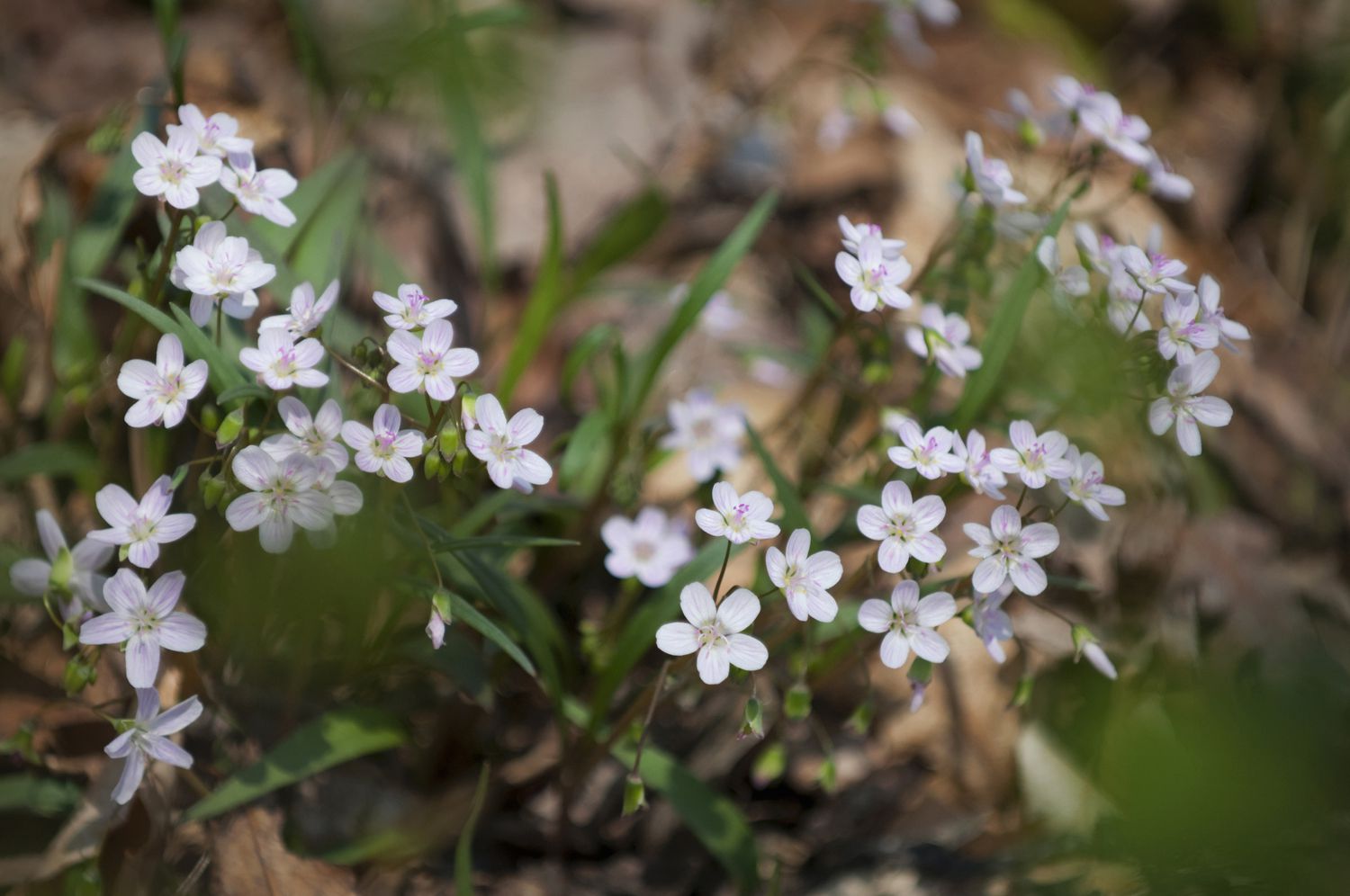 Spring Beauty (Claytonia virginica)