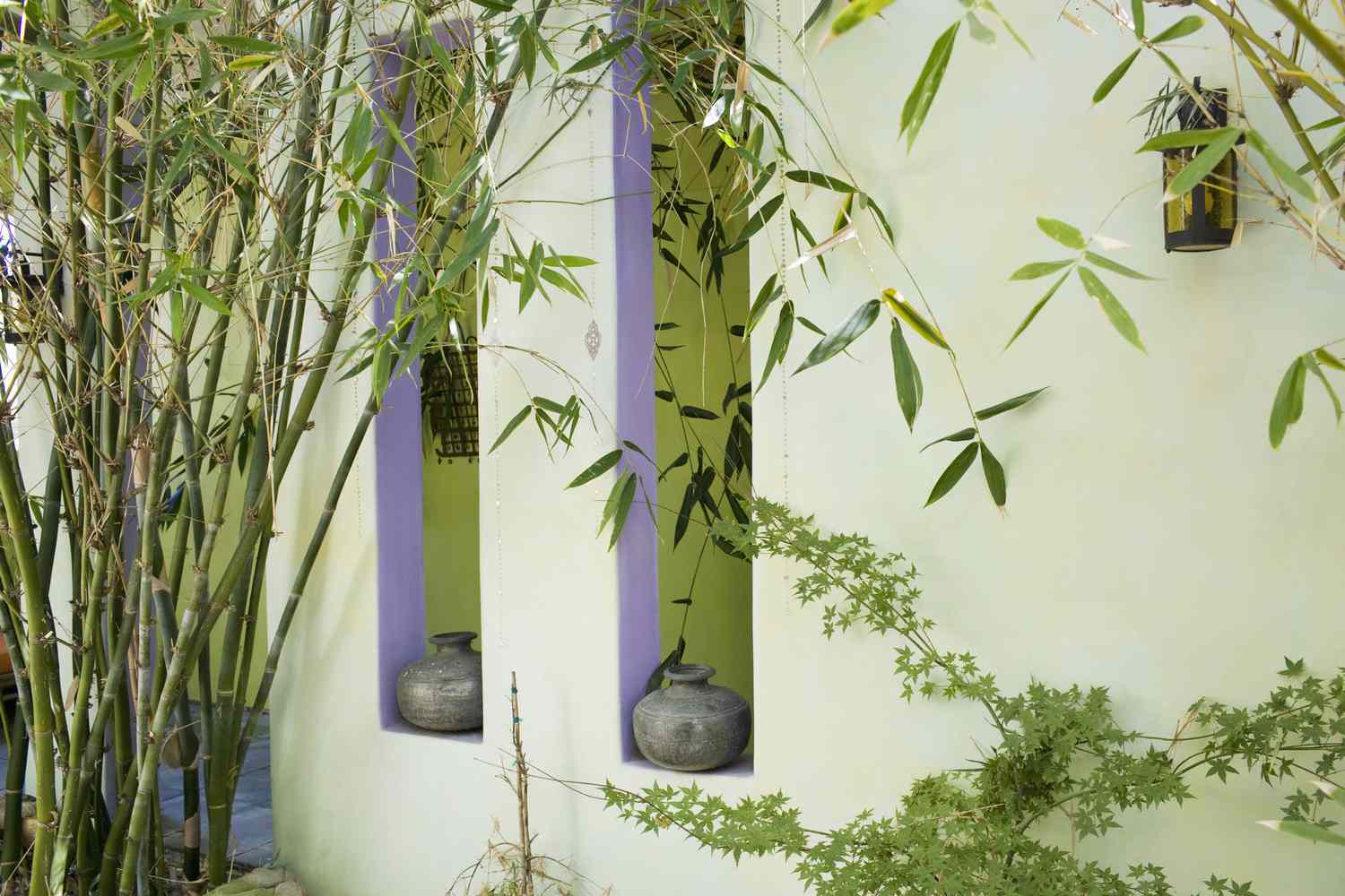 Bamboo Patio Plant