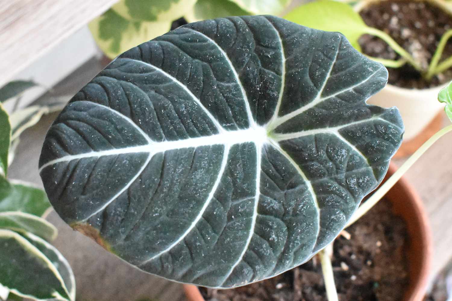 Alocasia Black Velvet Pflanze mit großem dunkelgrünem, samtartigem Blatt mit weißen Adern