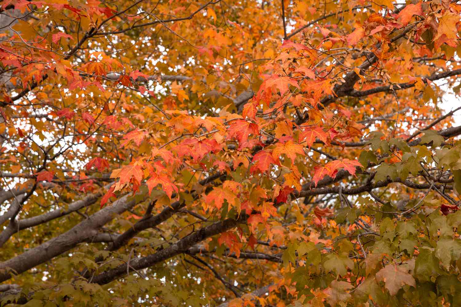 10 Ahornbäume für die beste Herbstfarbe