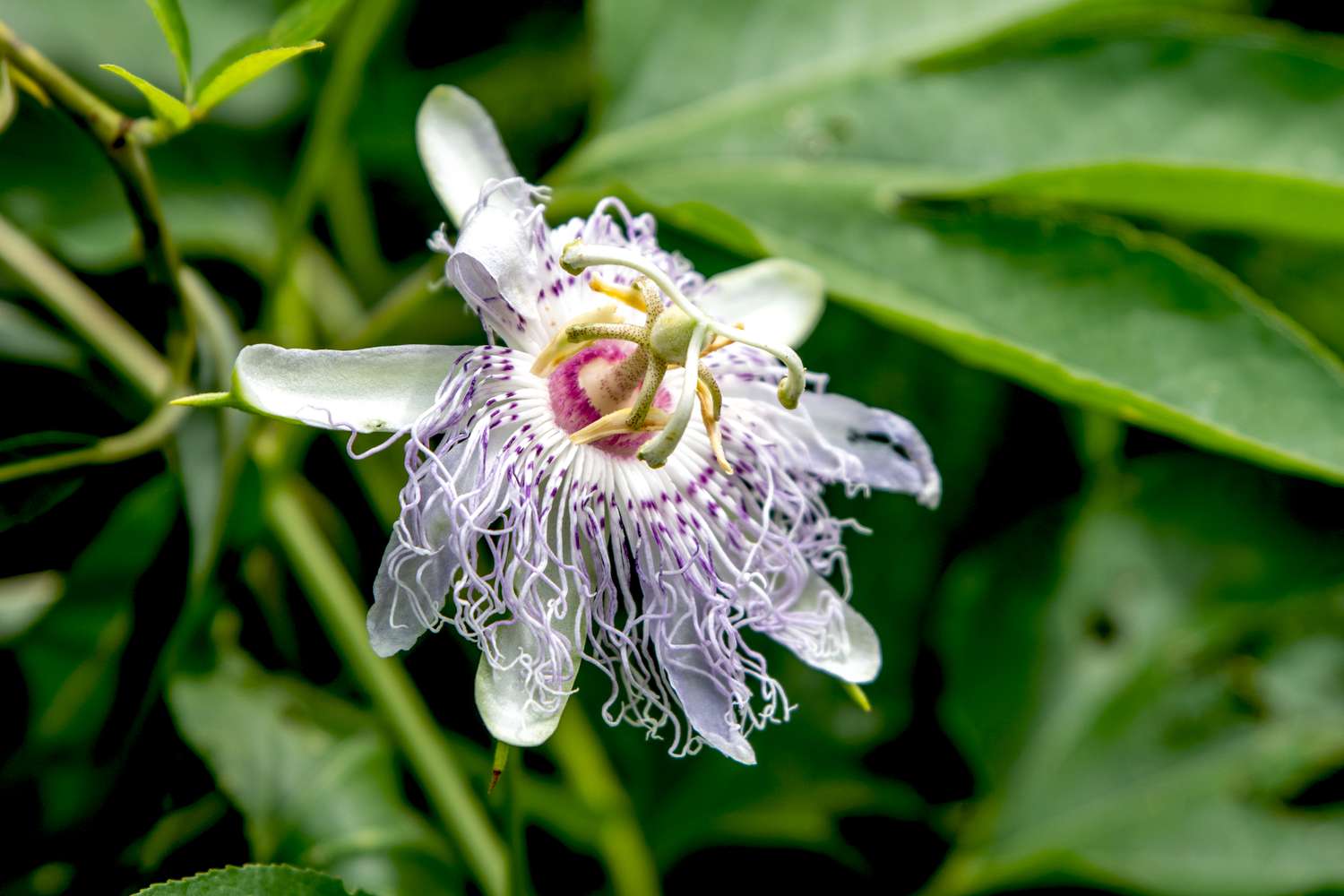 Comment cultiver la passiflore pourpre (Passiflora Incarnata)