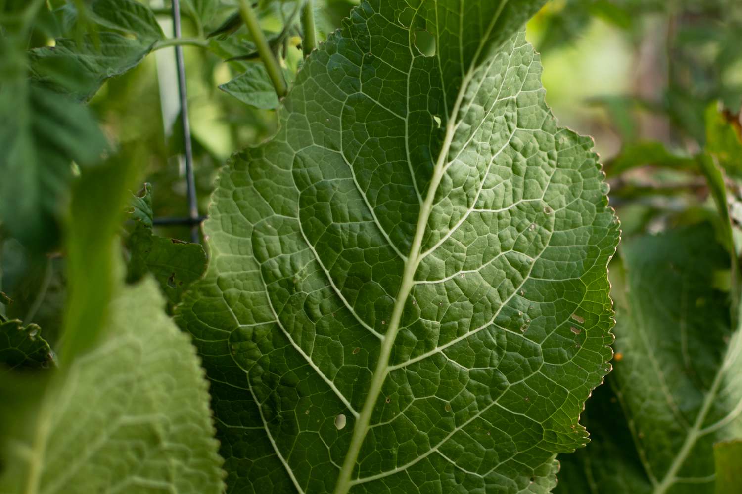 Planta de raiz-forte com folha grande com veias profundas e aparência enrugada em close-up