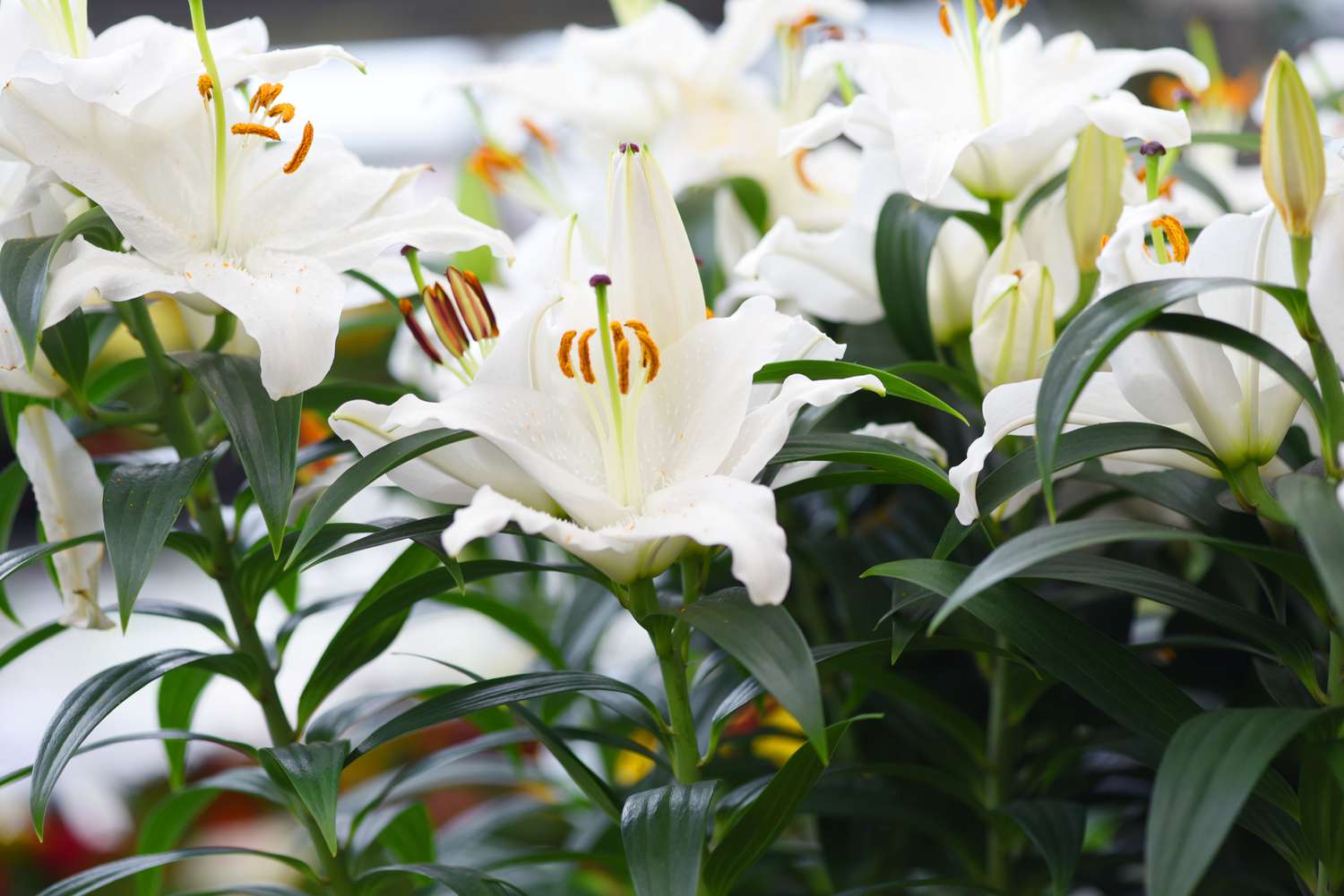Casa blanca lily flowers with large white petals on stems