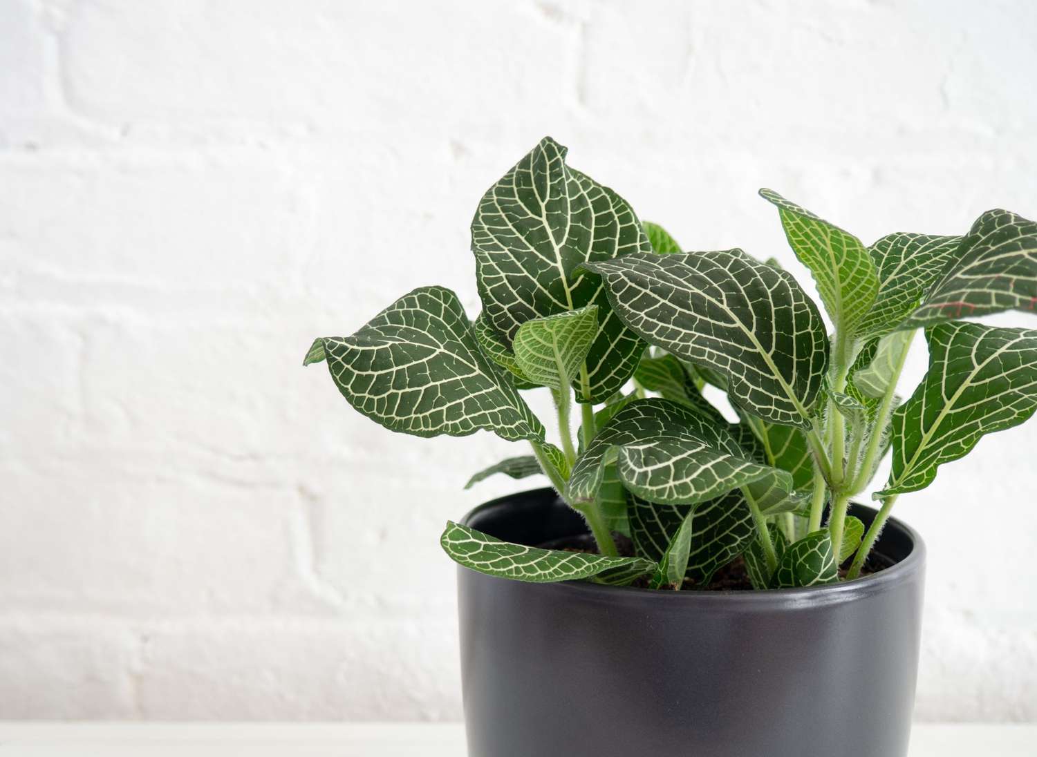 Planta nervosa com veias brancas marcantes em folhas verdes profundas em um vaso preto