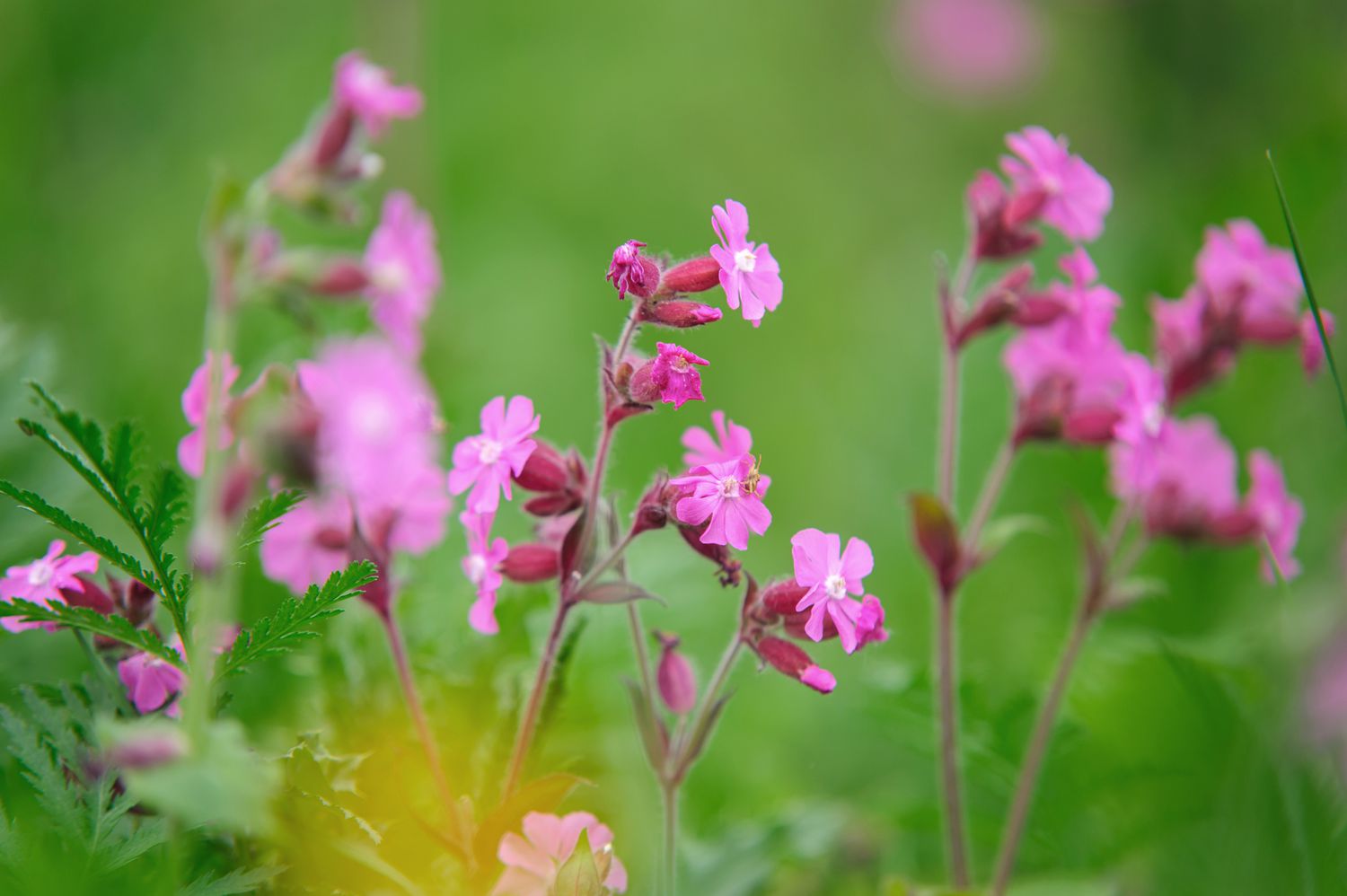 Rote Nelkenpflanze mit kleinen rosafarbenen sternförmigen Blüten an dünnen Stielen in Nahaufnahme