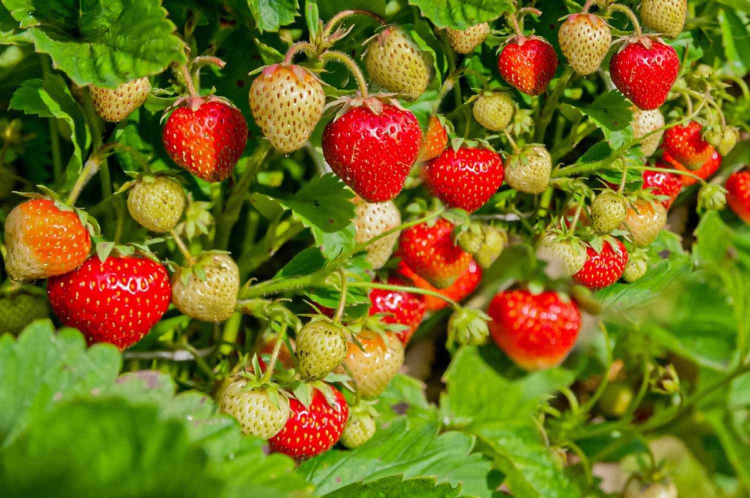 Erdbeeren