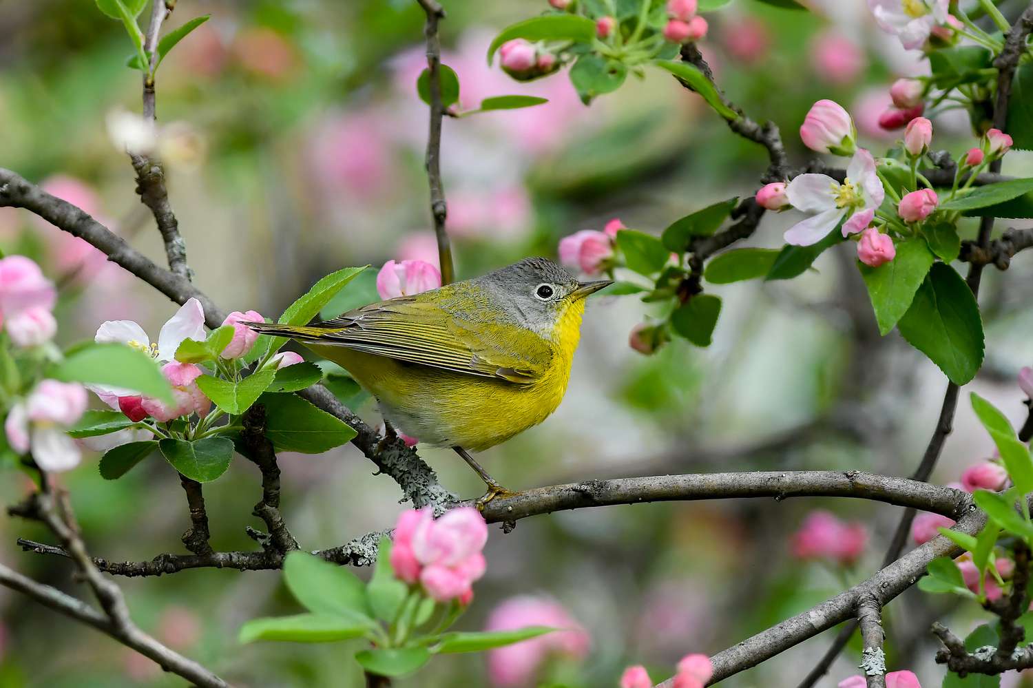 Gelber und grauer Grasmückenvogel, der auf Zweigen mit hellrosa Blüten und Knospen sitzt