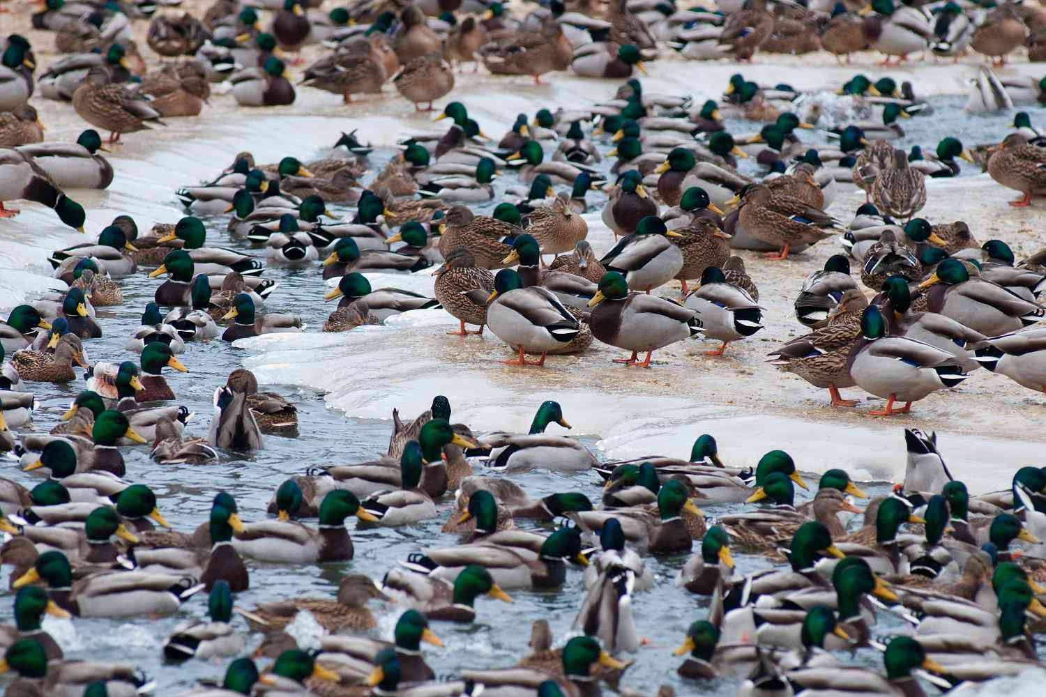 Mallard Flock