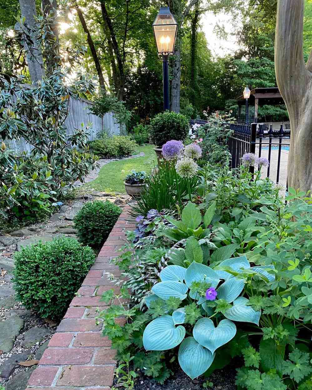 Gartenbeet mit blauen herzförmigen Hosta und Allium