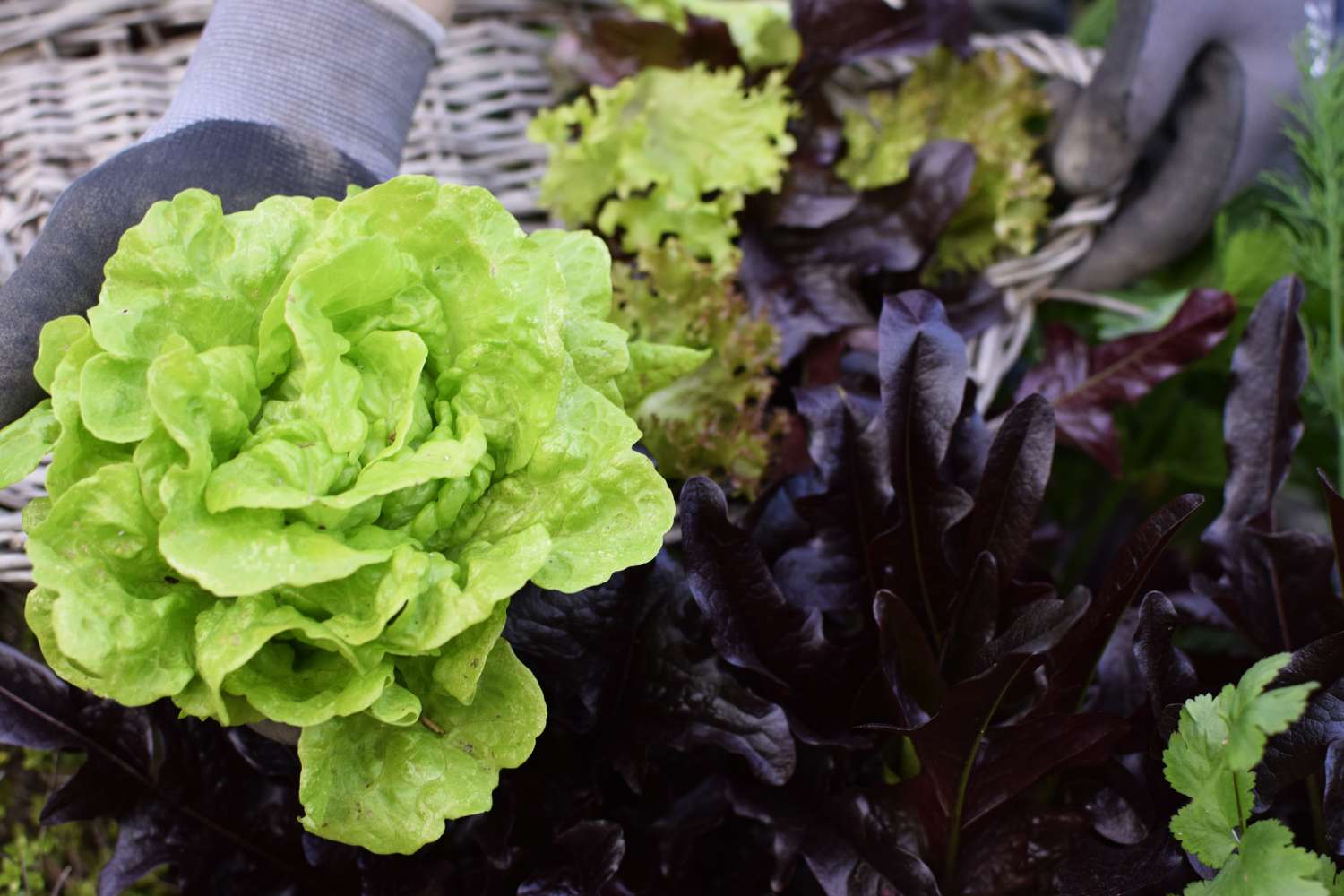 Jardinero sujetando manojo de lechuga butterhead