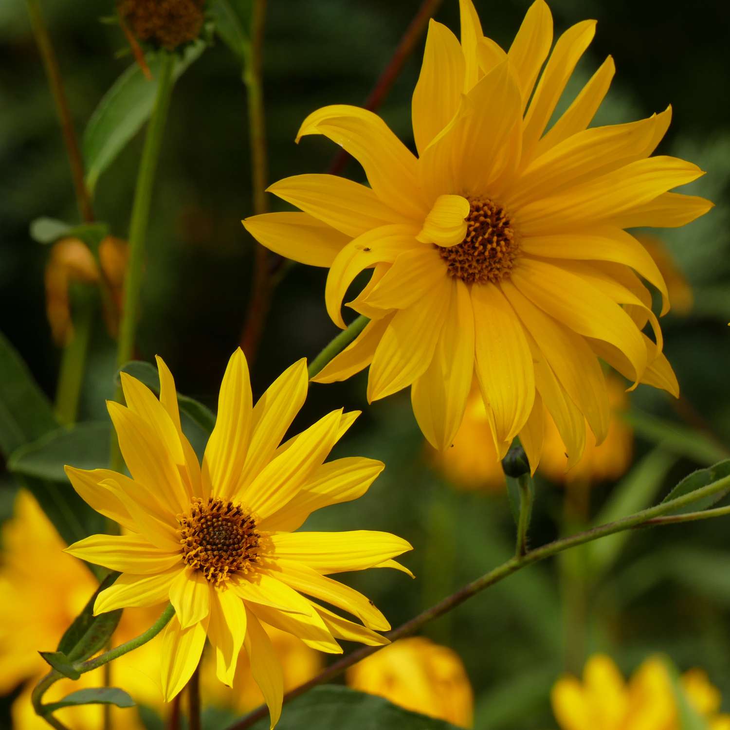 10 Arten von mehrjährigen Sonnenblumen, die Jahr für Jahr wachsen