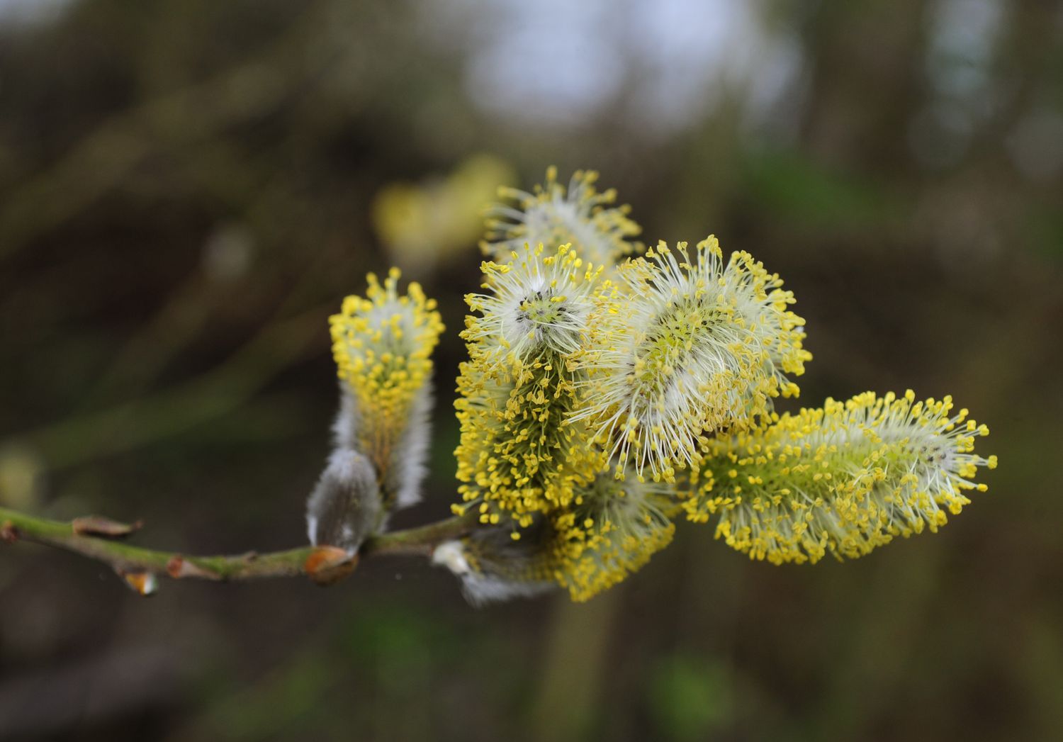 closeup of pussy willow