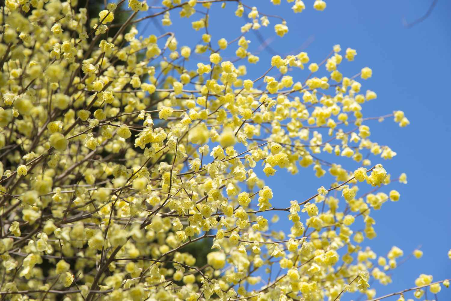 Buttercup Winter Hazel Corylopsis pauciflora mit blauem Himmel.