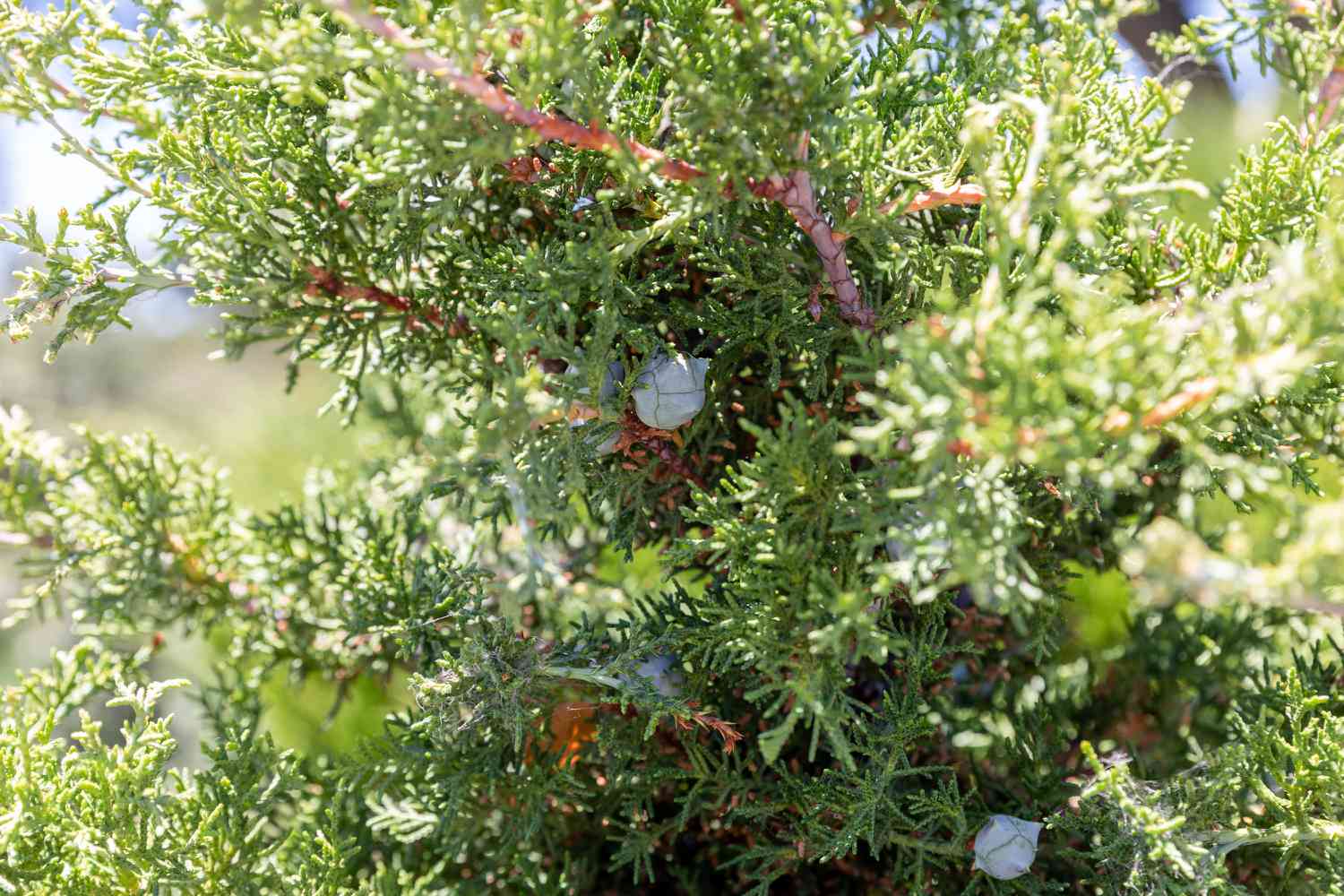 Ramos de zimbro ocidental com folhas verdes escamosas e pequenos cones carnudos em close-up