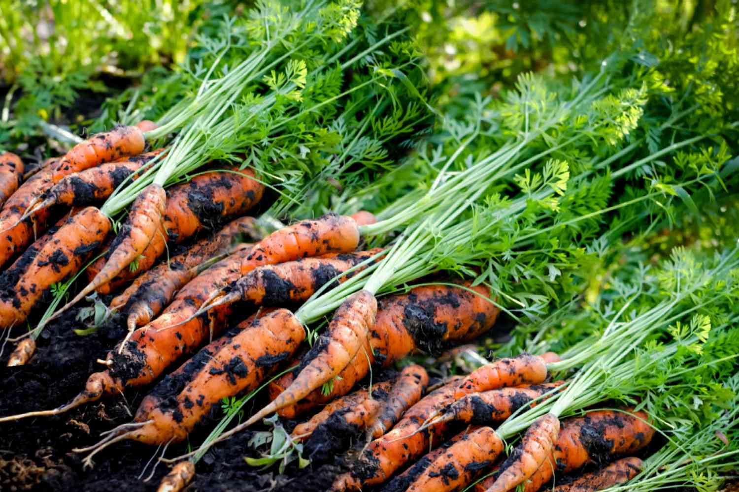 zanahorias cosechadas