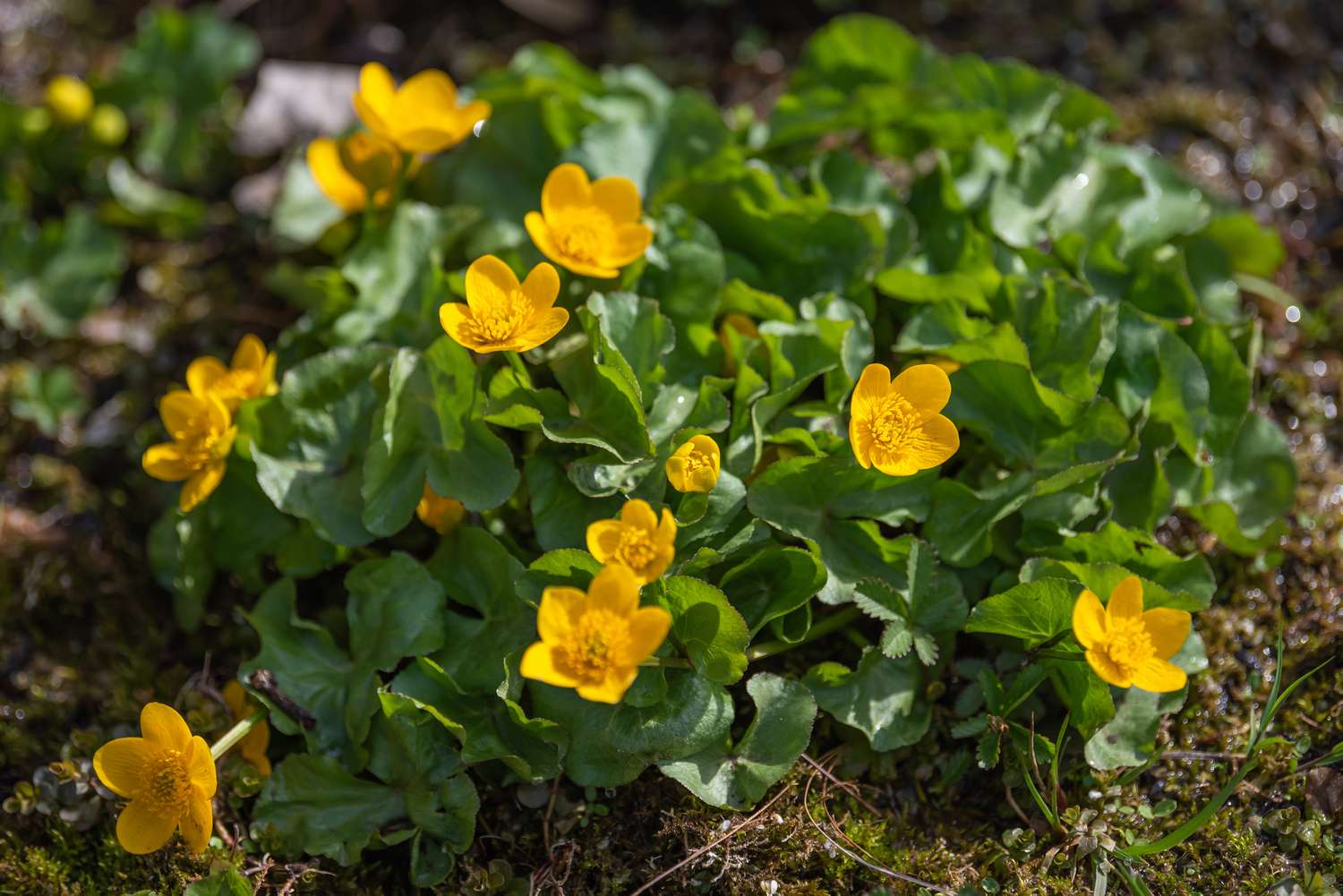 Sumpfdotterblume mit kleinen gelben Blüten, umgeben von büschelartigen Blättern