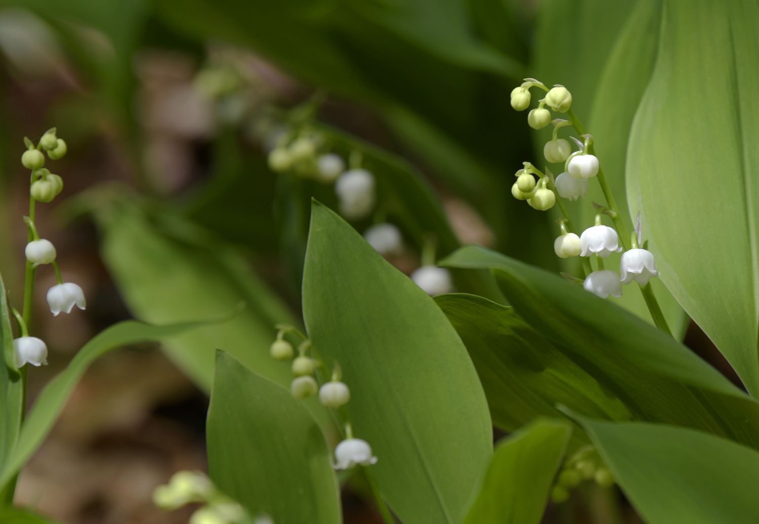 Maiglöckchenpflanze mit winzigen weißen glockenförmigen Blüten und Knospen an langen Stielen