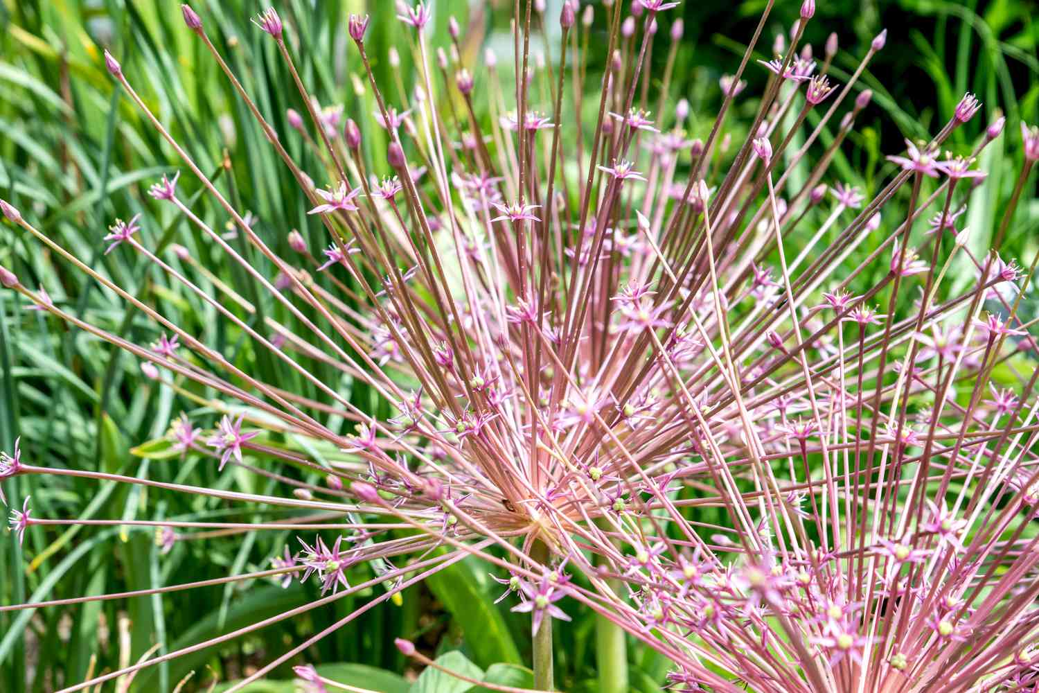 Schuberts Allium-Pflanze mit rosa kugelförmigen Büscheln winziger sternförmiger Blüten