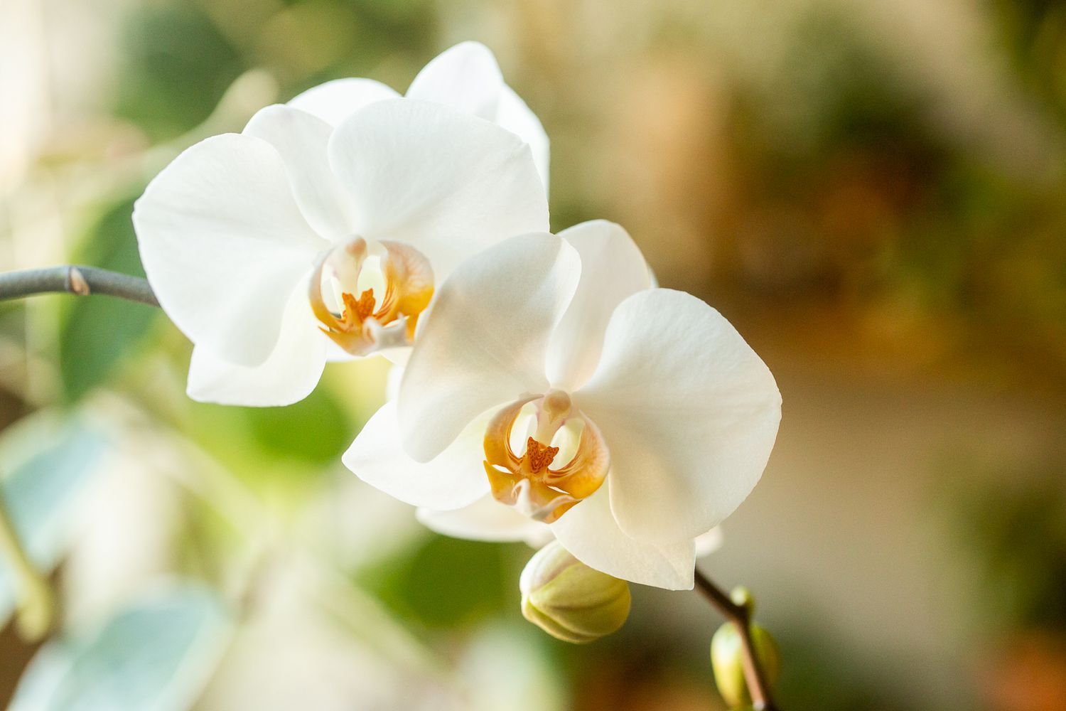 Comment faire refleurir les orchidées Phalaenopsis