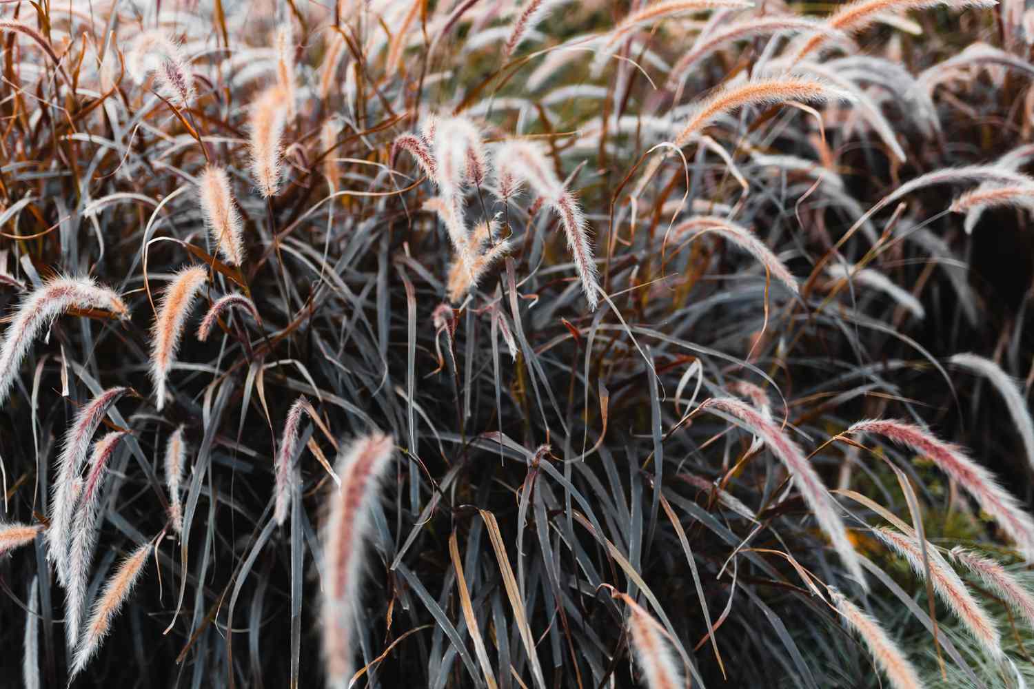 closeup of purple fountain grass