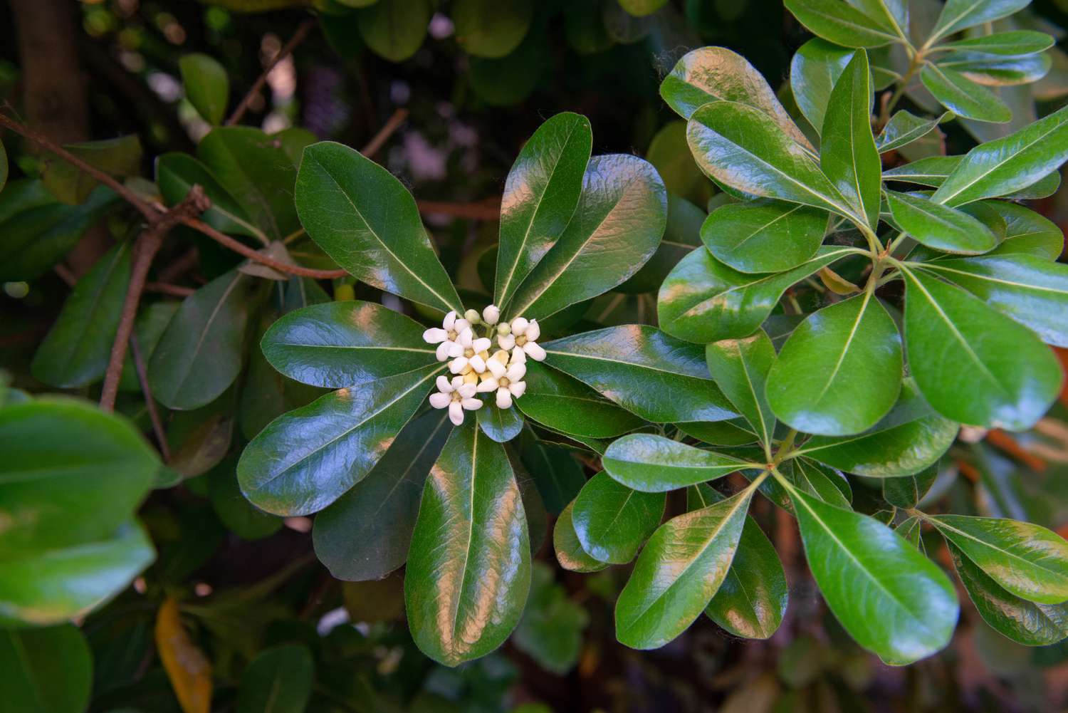 Branche d'arbre de mockorange japonais avec des feuilles obovales en forme de cuillère et un bouquet de fleurs blanches au milieu