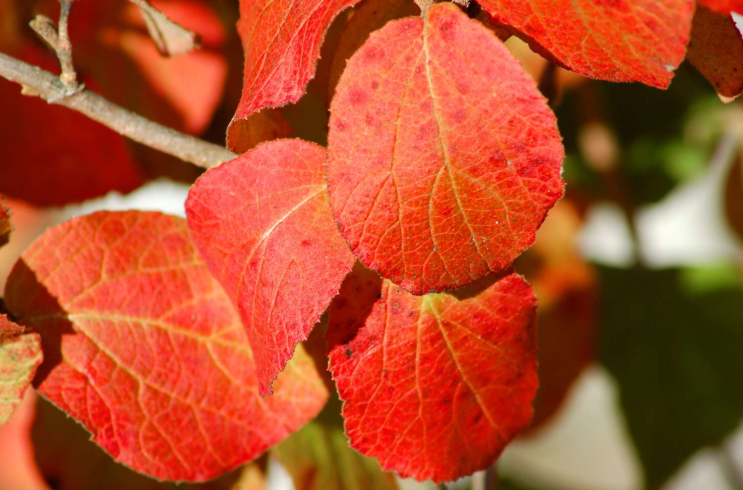 Especia coreana viburnum