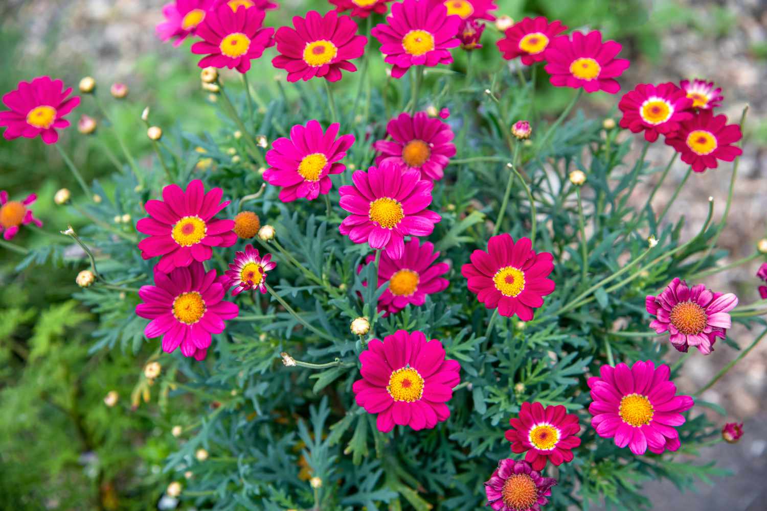 Margeriten mit kleinen leuchtend rosa Blüten mit gelber Mitte und Knospen