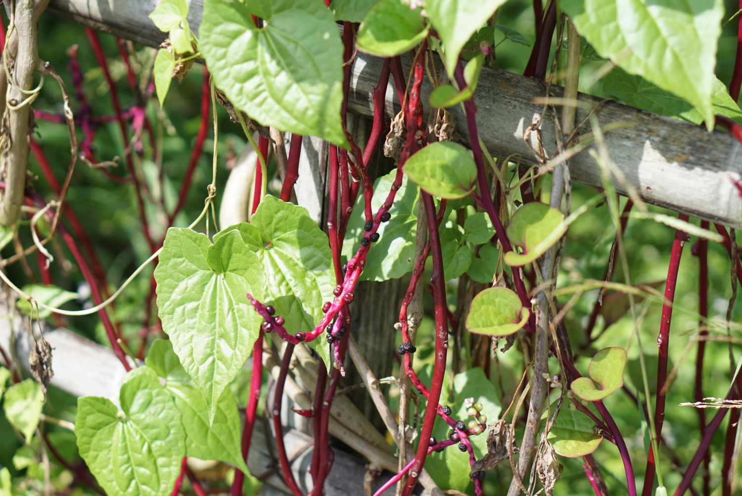 Malabar spinach vines hanging off wooden posts with leaves in sunlight