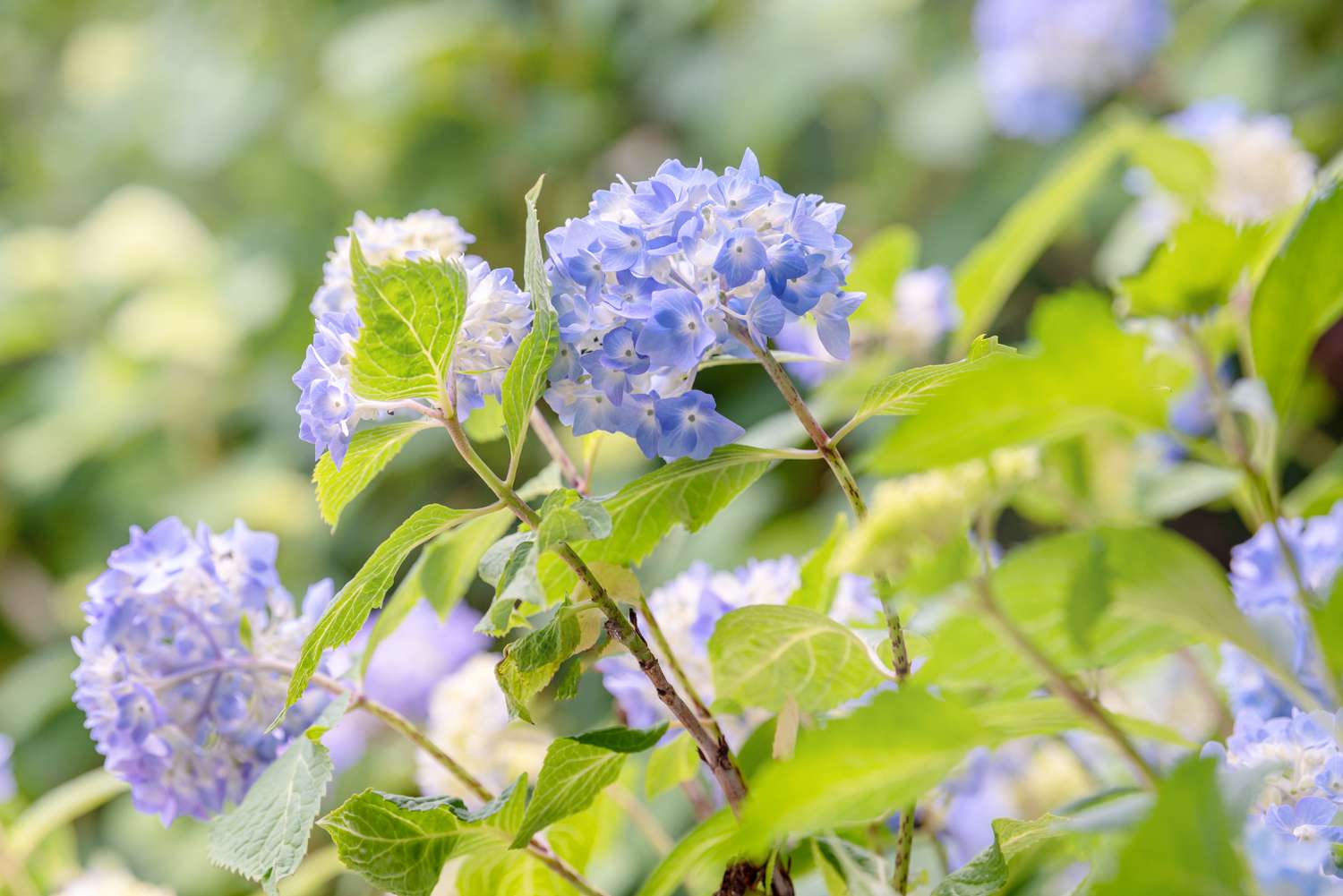 Hortensienpflanze mit großen blauen und weißen Blütenbüscheln auf hohen Stielen